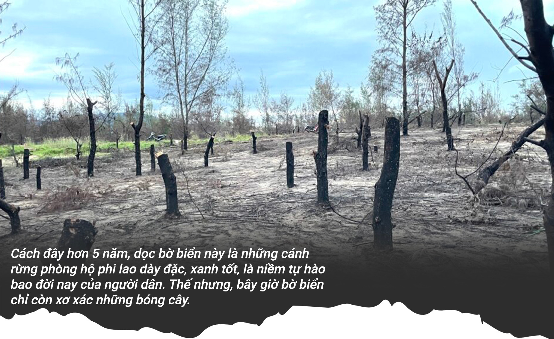 Rừng phòng hộ 'chết oan' ở Bình Định: Rừng mất, người than khóc - 3