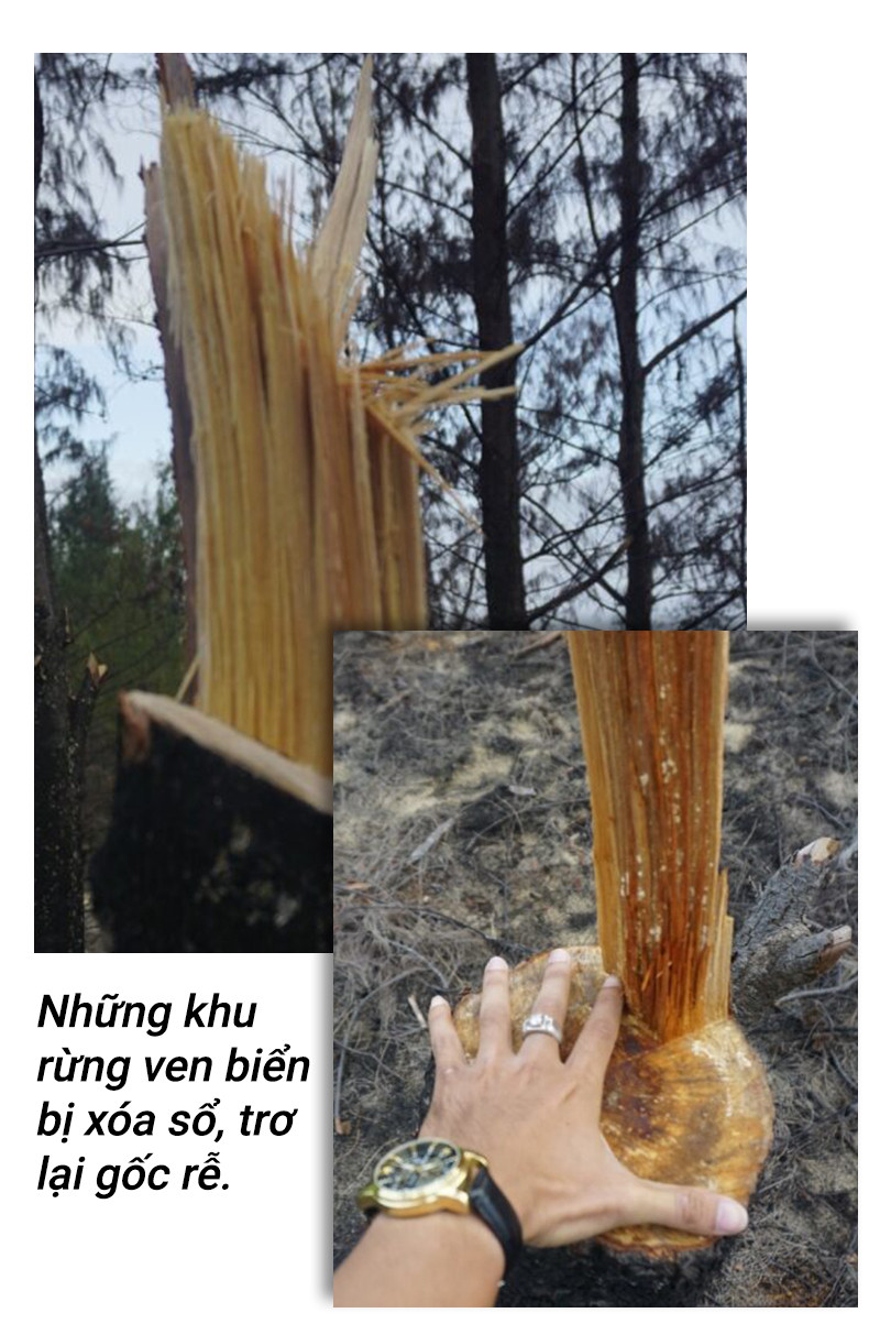 Rừng phòng hộ 'chết oan' ở Bình Định: Rừng mất, người than khóc - 4