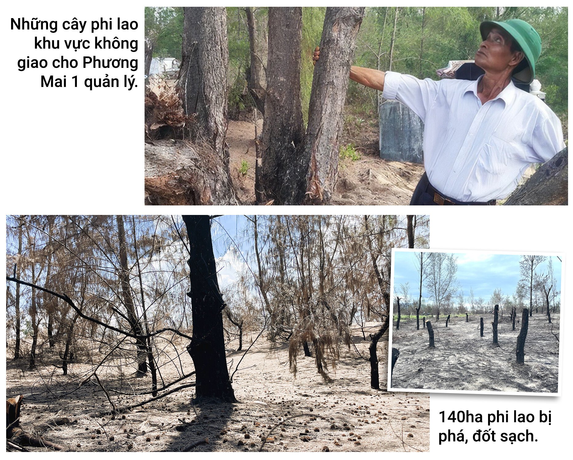 Rừng phòng hộ 'chết oan' ở Bình Định: Phá rừng để phát triển kinh tế? - 6