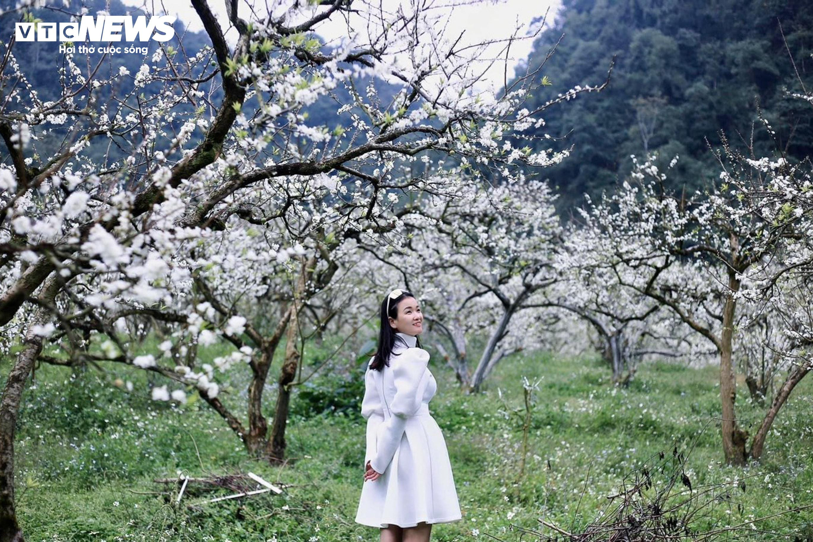 Lên cao nguyên Mộc Châu ngắm hoa mận nở trắng trời - 7