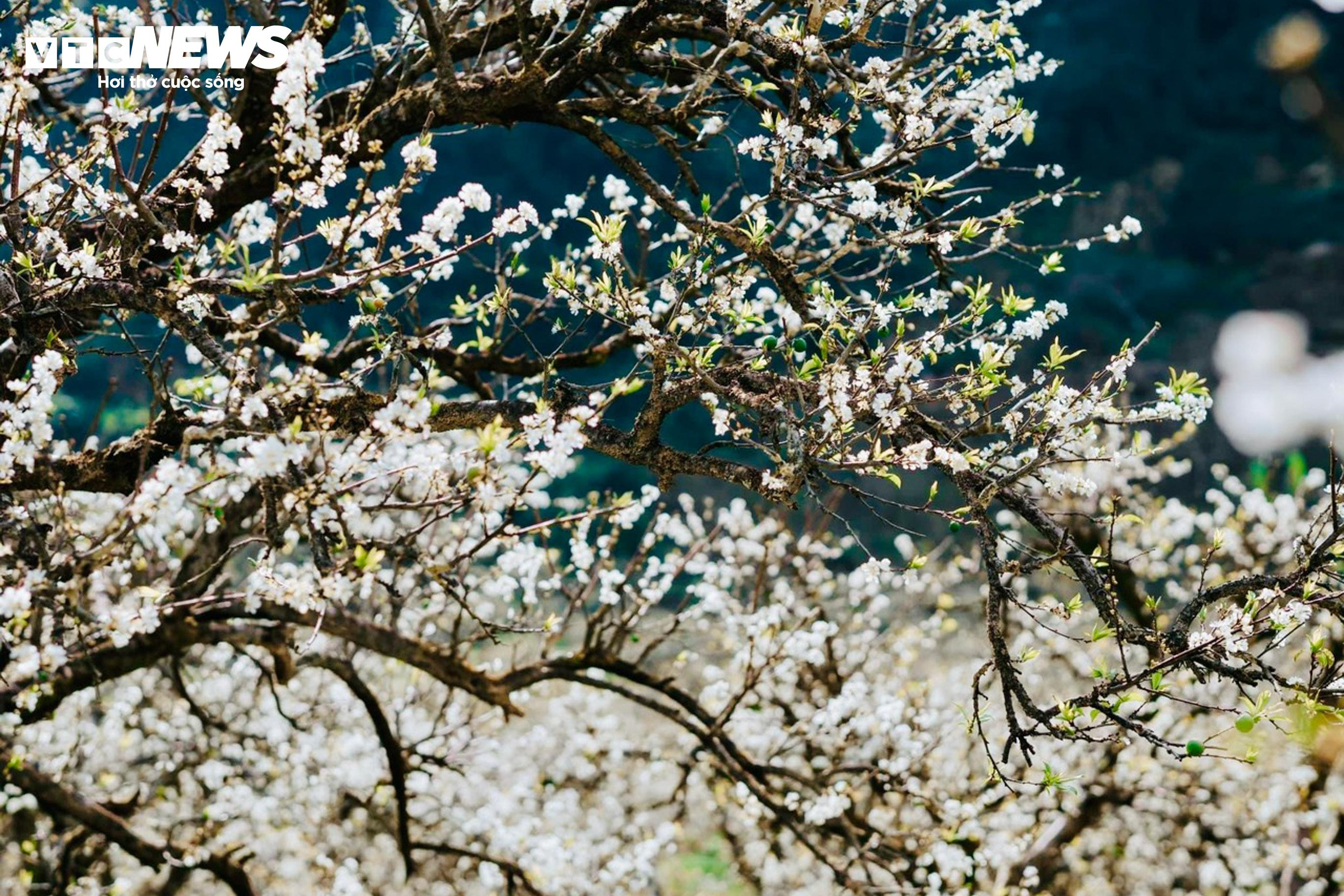 Lên cao nguyên Mộc Châu ngắm hoa mận nở trắng trời - 2