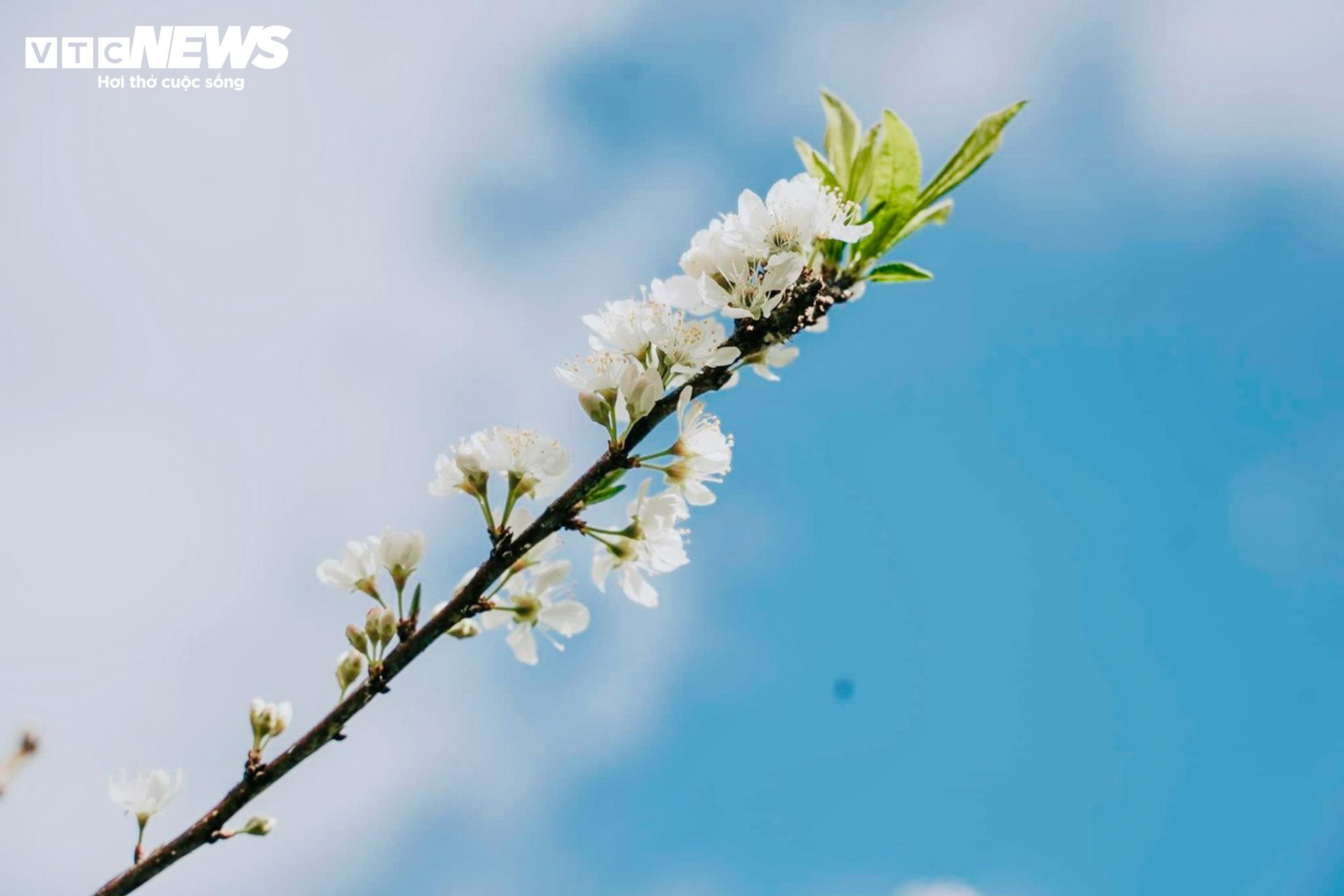 Lên cao nguyên Mộc Châu ngắm hoa mận nở trắng trời - 5