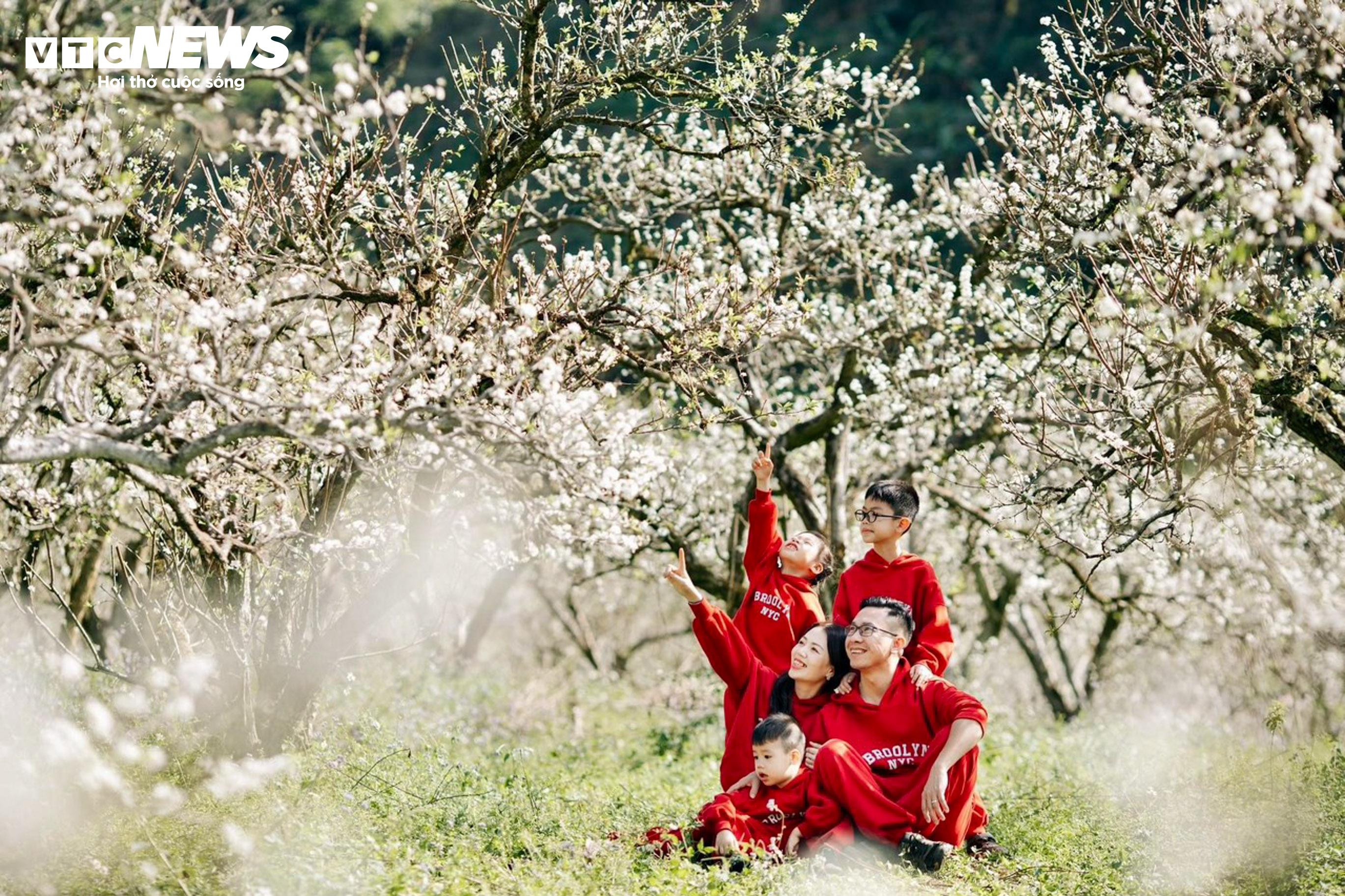 Lên cao nguyên Mộc Châu ngắm hoa mận nở trắng trời - 9