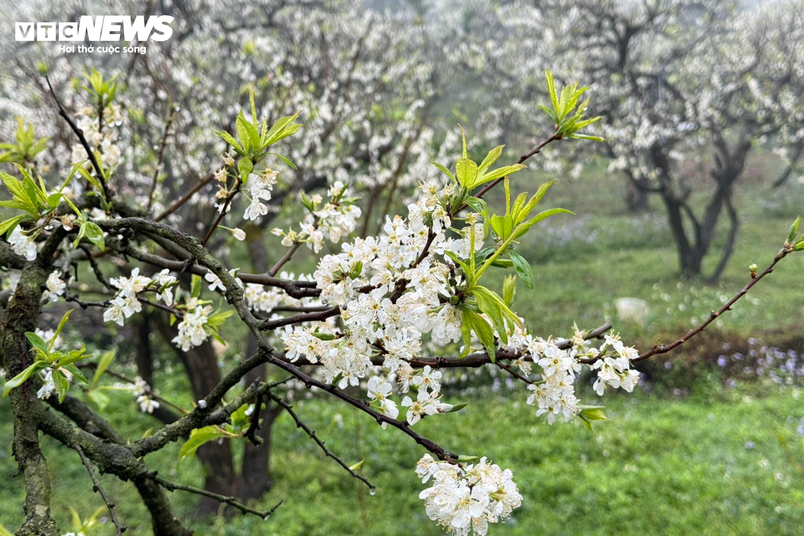 Lên cao nguyên Mộc Châu ngắm hoa mận nở trắng trời - 3