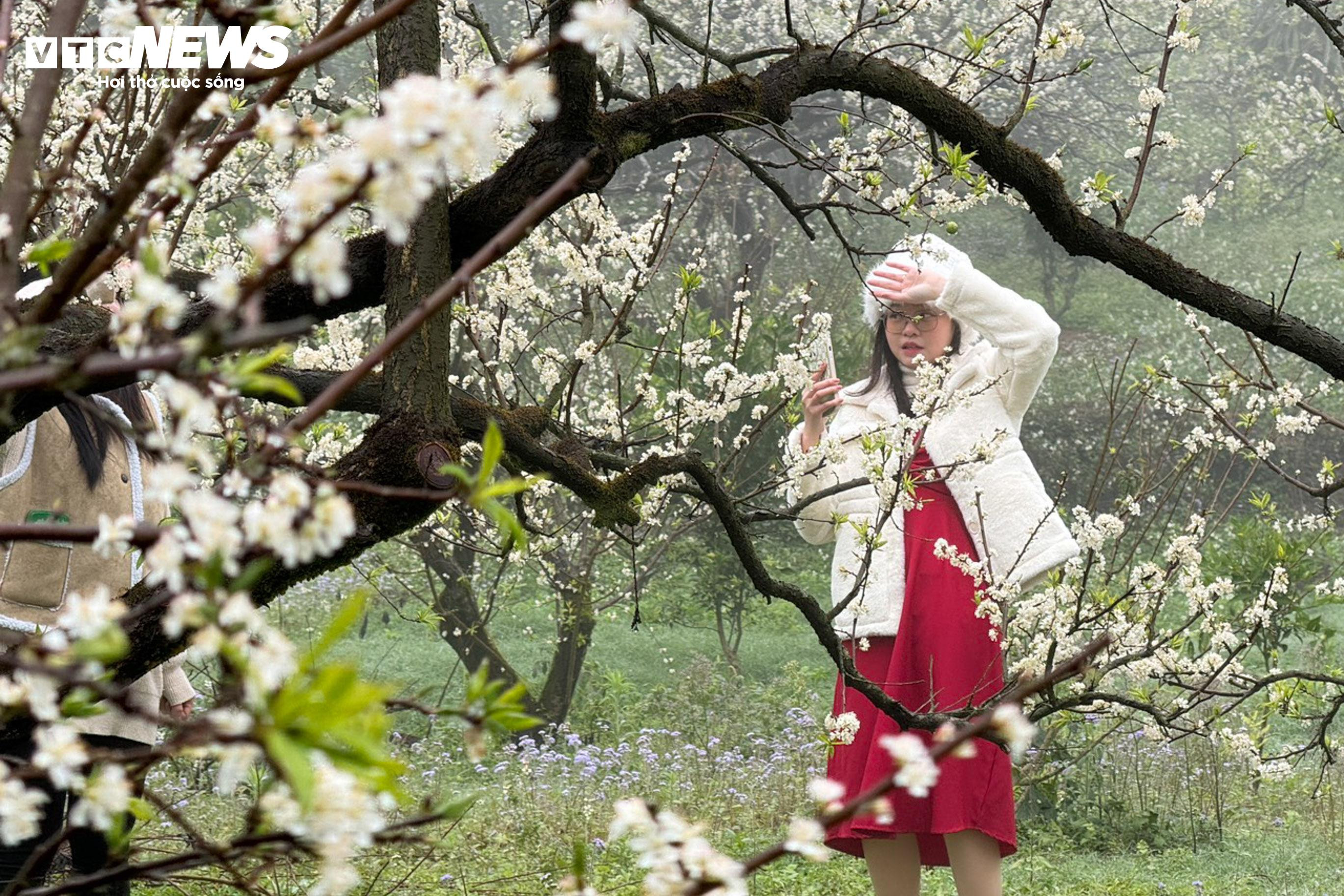 Lên cao nguyên Mộc Châu ngắm hoa mận nở trắng trời - 10