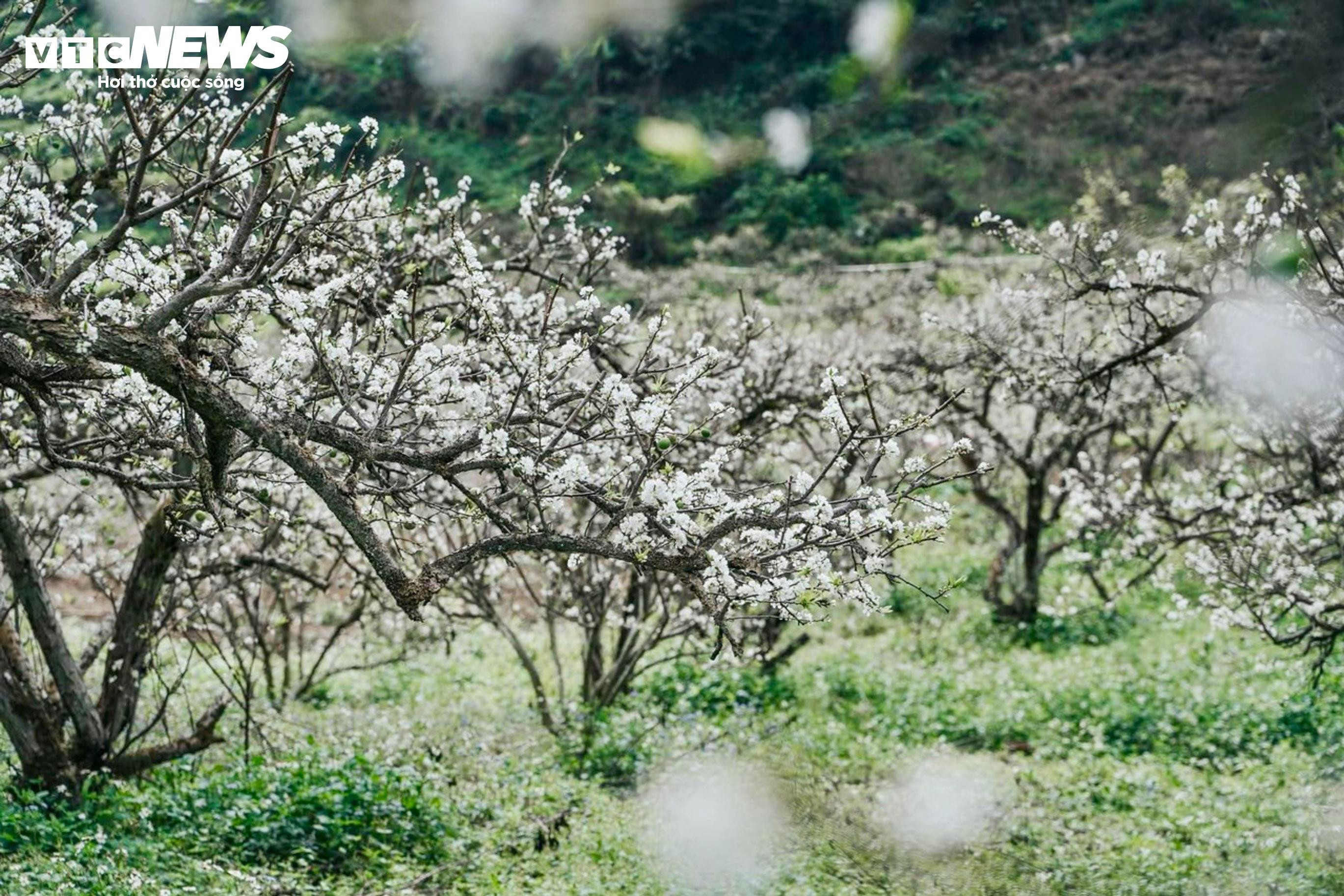 Lên cao nguyên Mộc Châu ngắm hoa mận nở trắng trời - 1