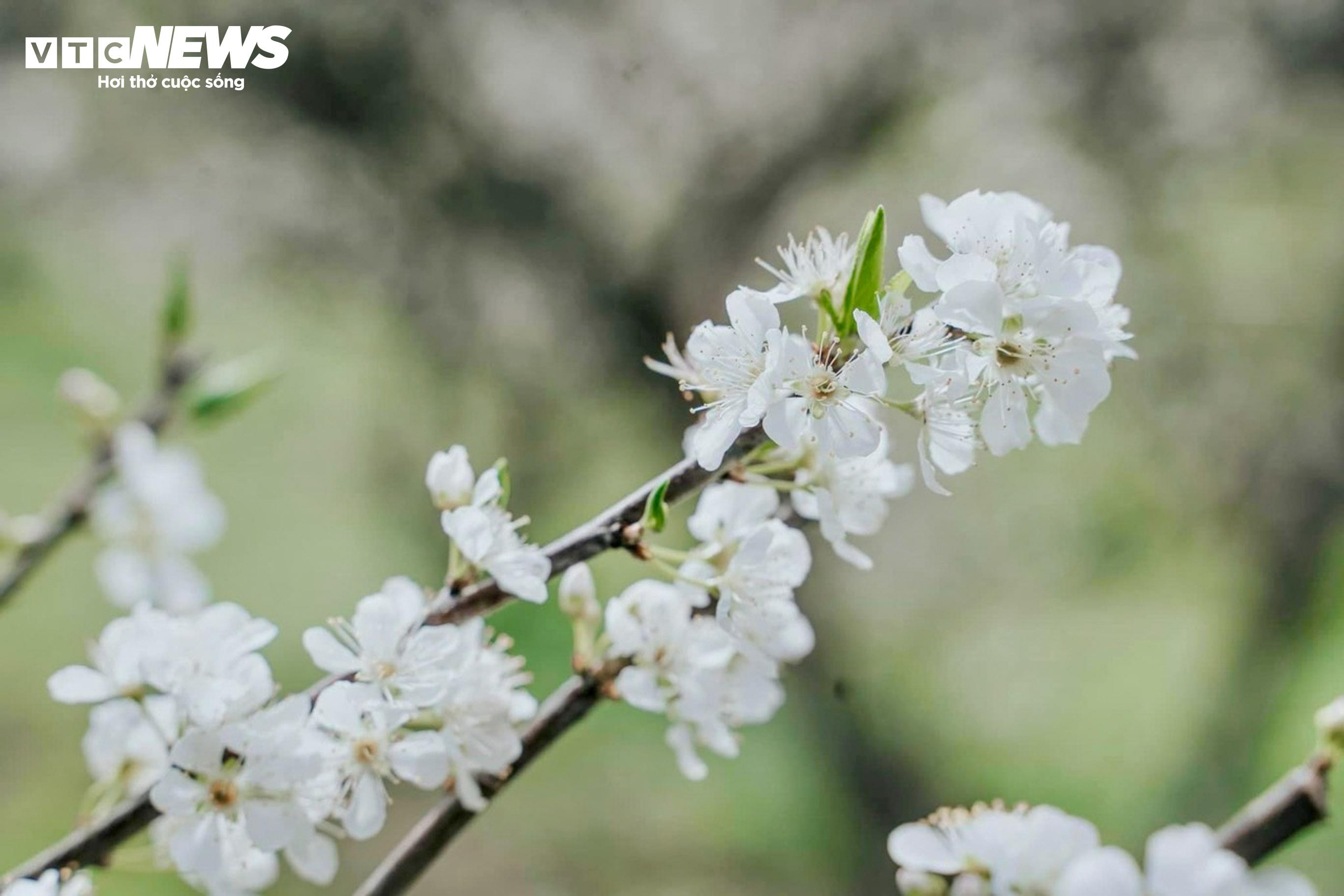 Lên cao nguyên Mộc Châu ngắm hoa mận nở trắng trời - 4