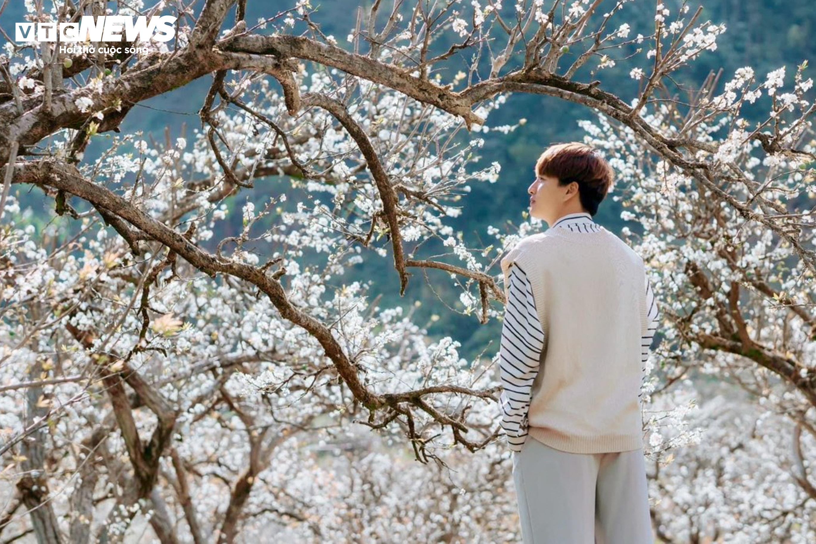 Lên cao nguyên Mộc Châu ngắm hoa mận nở trắng trời - 6