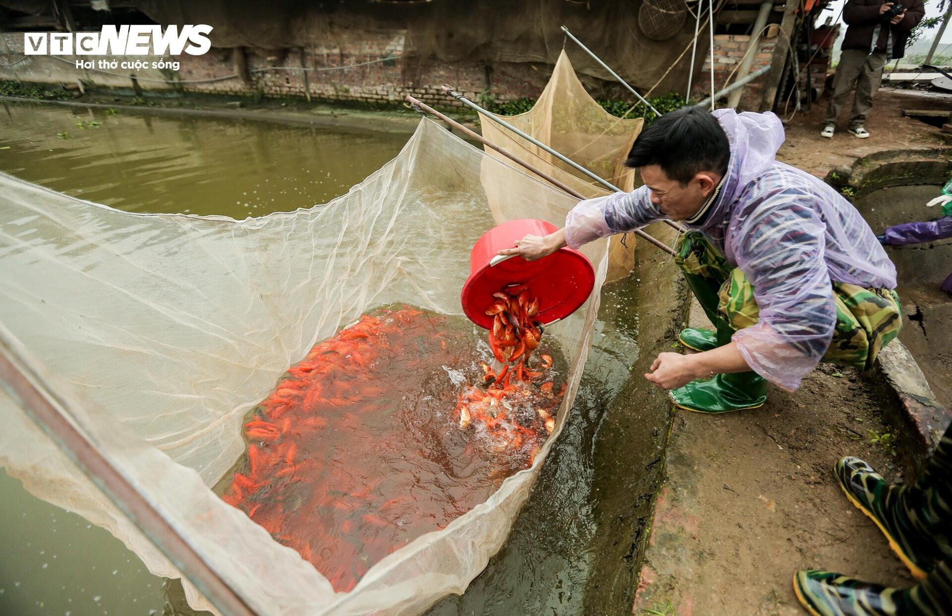 Nông dân mặc áo mưa, dầm mình giăng lưới thu hoạch cá chép đỏ - 12