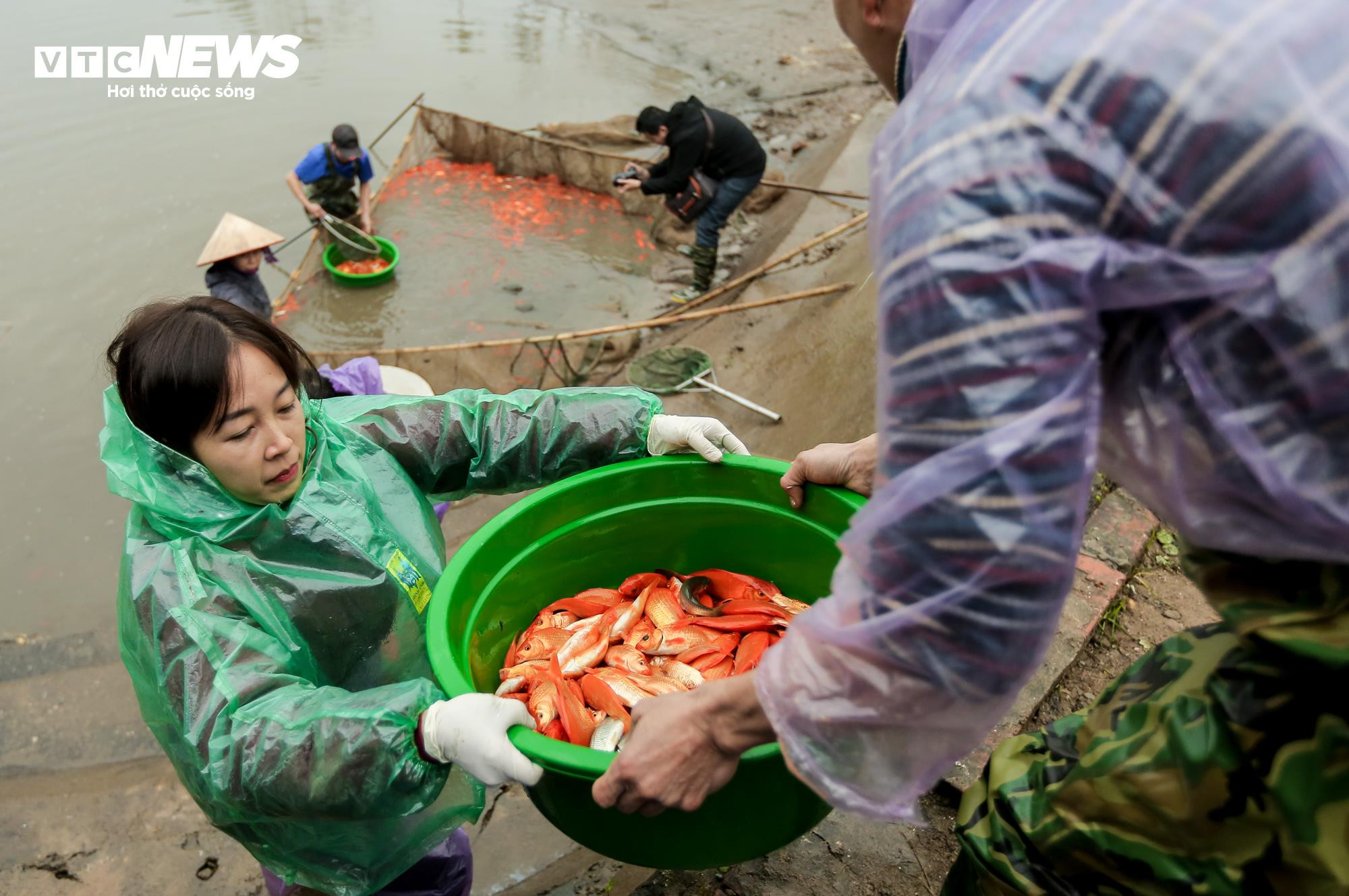 Nông dân mặc áo mưa, dầm mình giăng lưới thu hoạch cá chép đỏ - 8