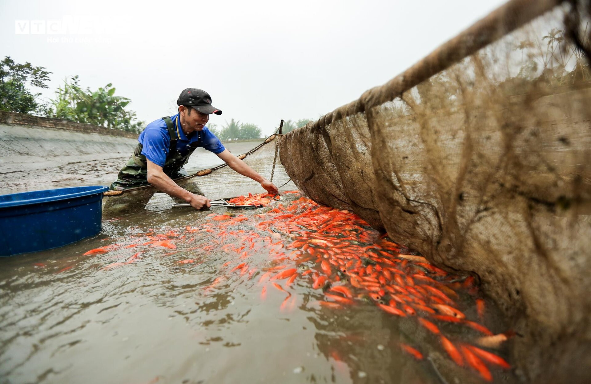 Nông dân mặc áo mưa, dầm mình giăng lưới thu hoạch cá chép đỏ - 3
