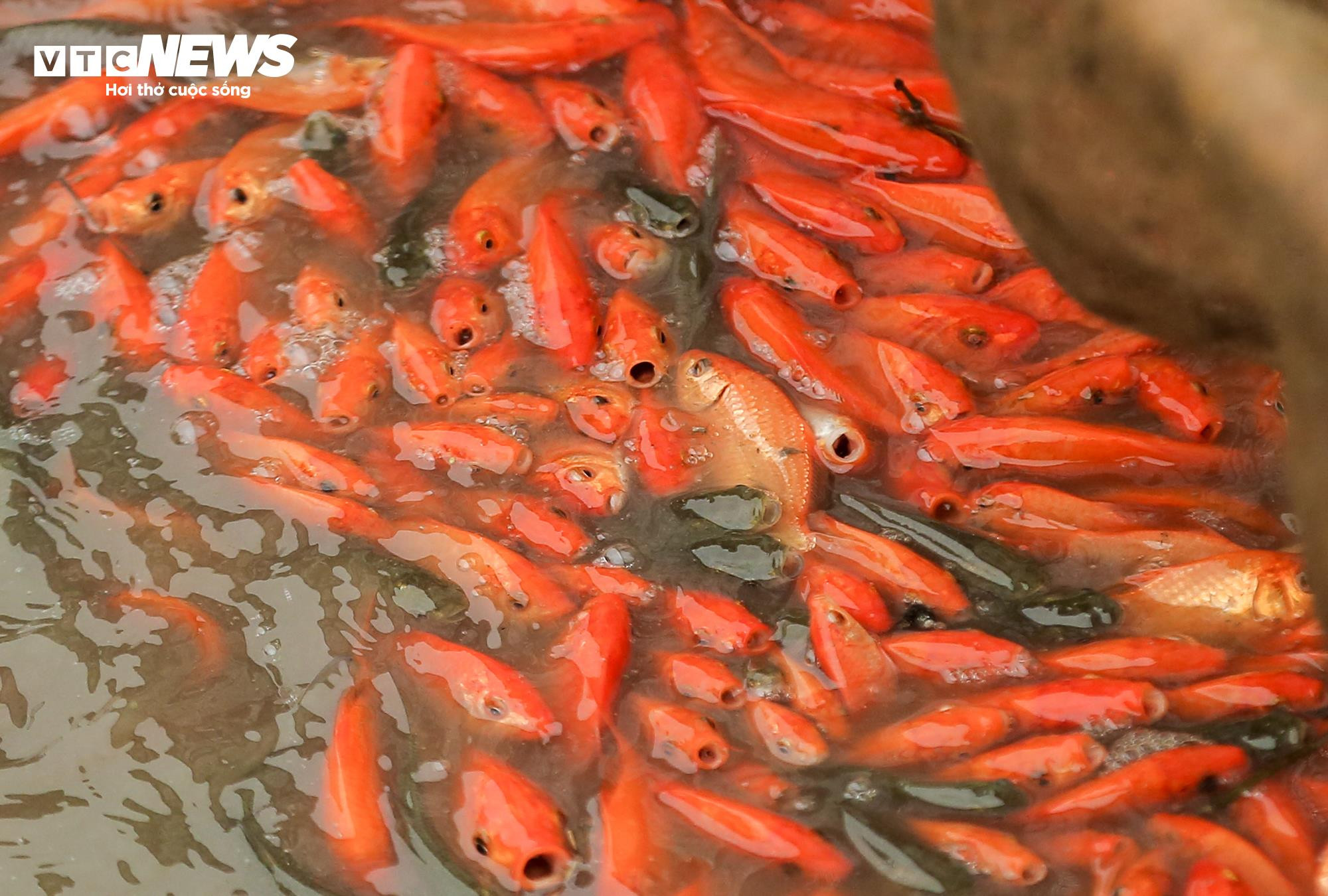 Nông dân mặc áo mưa, dầm mình giăng lưới thu hoạch cá chép đỏ - 11