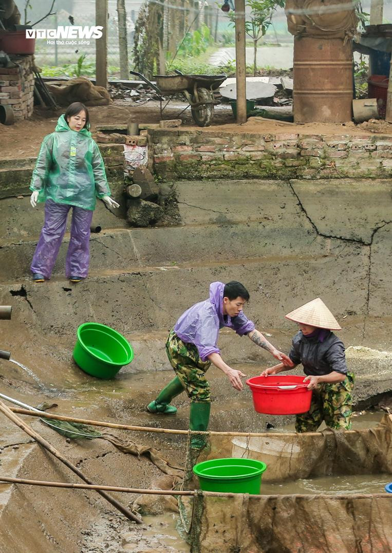 Nông dân mặc áo mưa, dầm mình giăng lưới thu hoạch cá chép đỏ - 9