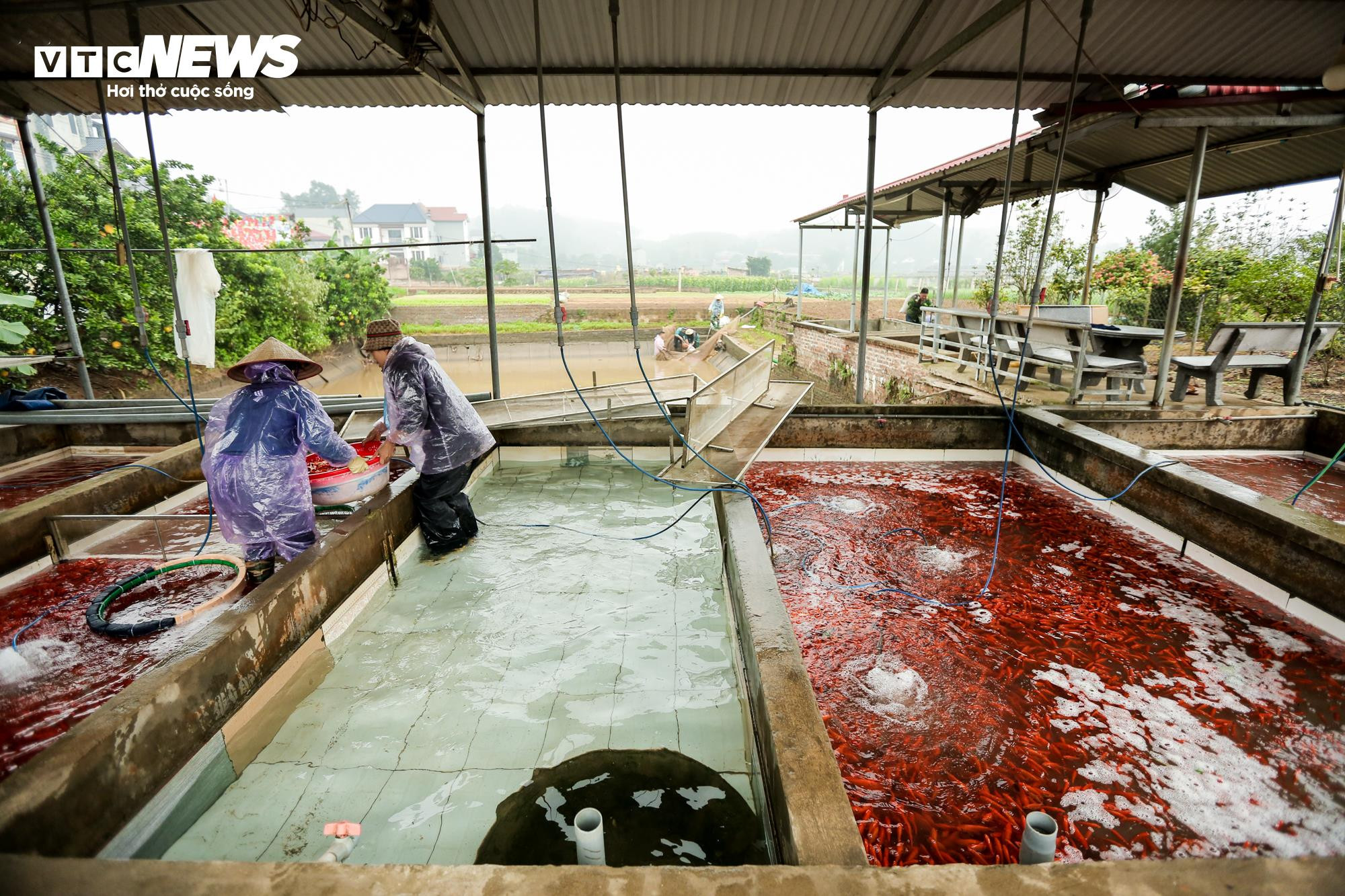 Nông dân mặc áo mưa, dầm mình giăng lưới thu hoạch cá chép đỏ - 15