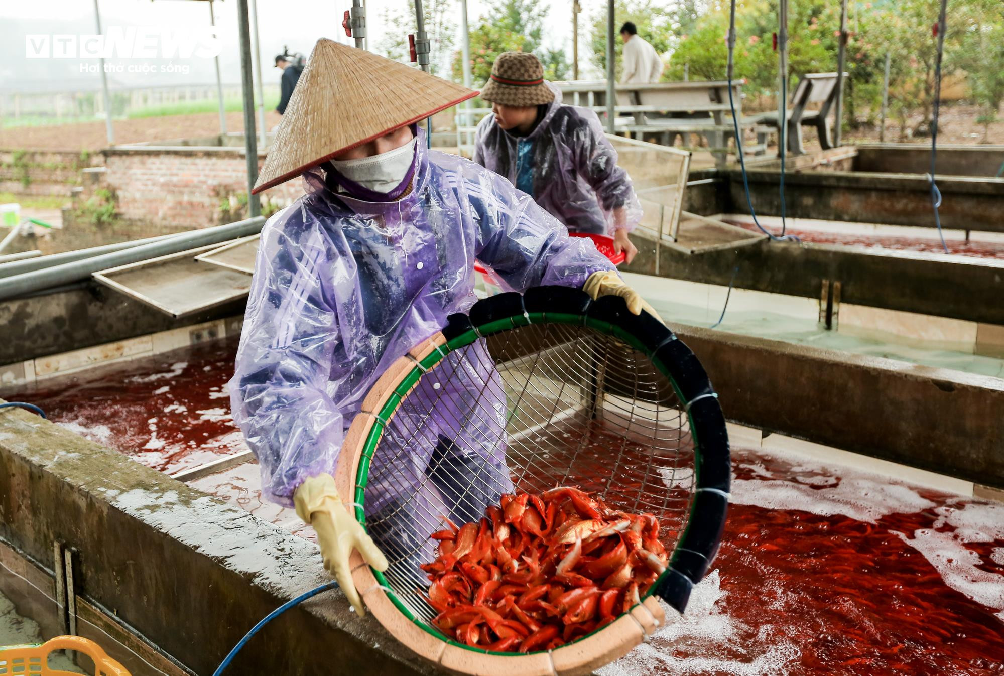 Nông dân mặc áo mưa, dầm mình giăng lưới thu hoạch cá chép đỏ - 13