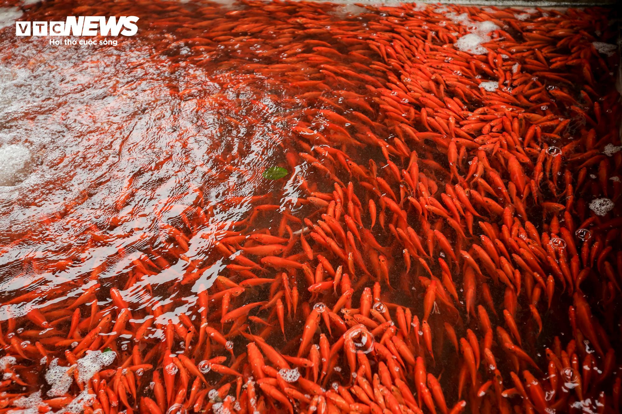 Nông dân mặc áo mưa, dầm mình giăng lưới thu hoạch cá chép đỏ - 18