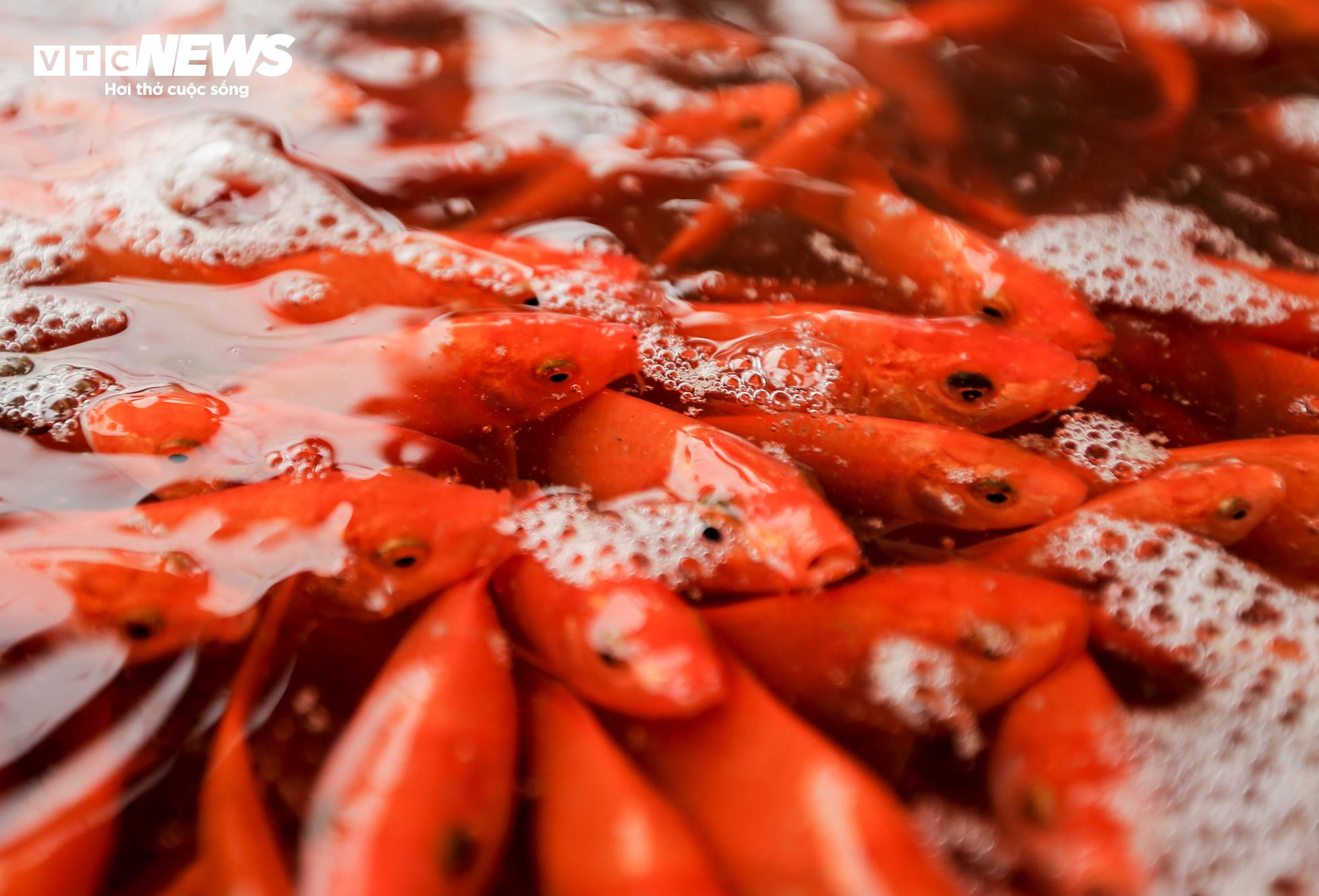 Nông dân mặc áo mưa, dầm mình giăng lưới thu hoạch cá chép đỏ - 16