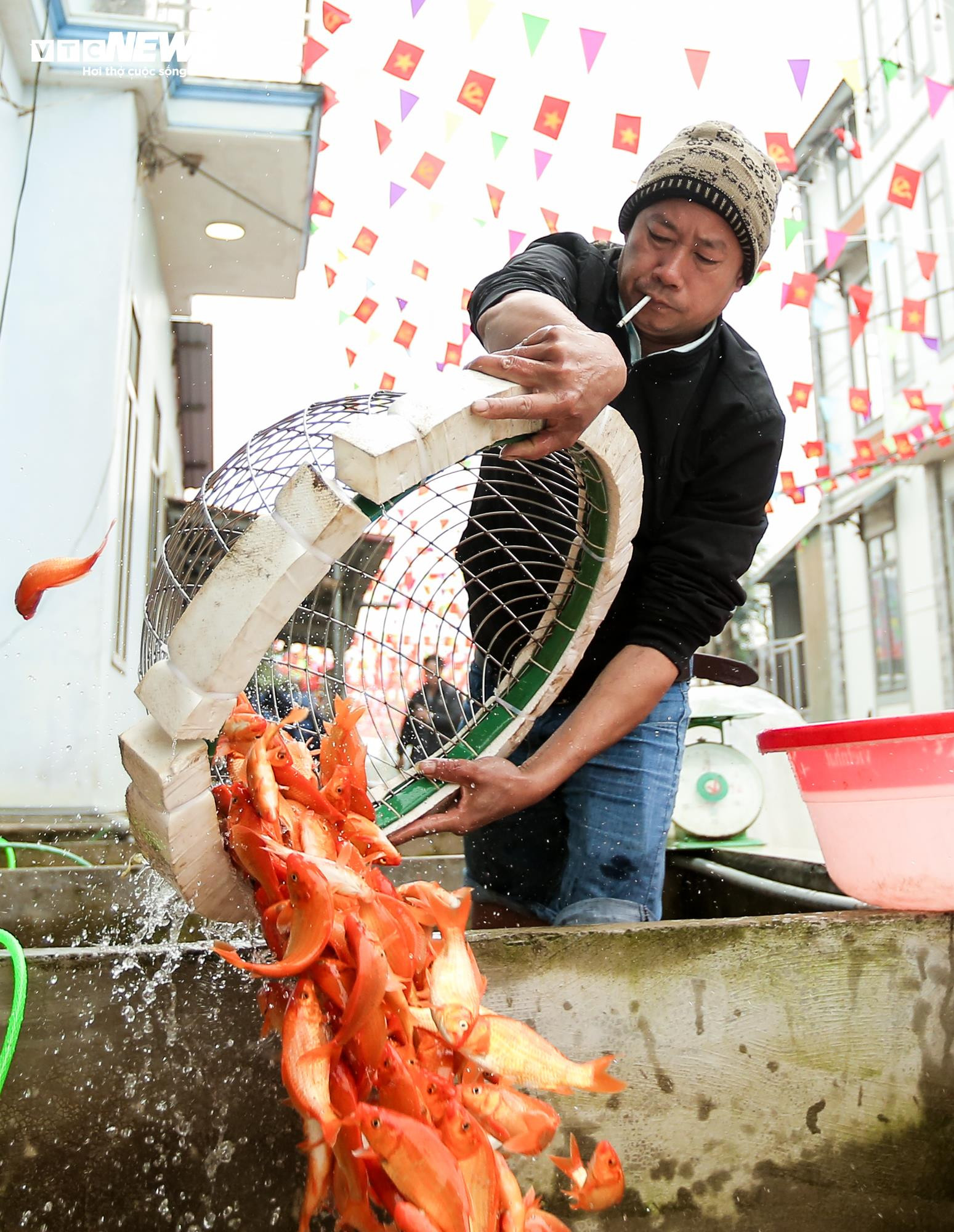 Nông dân mặc áo mưa, dầm mình giăng lưới thu hoạch cá chép đỏ - 14