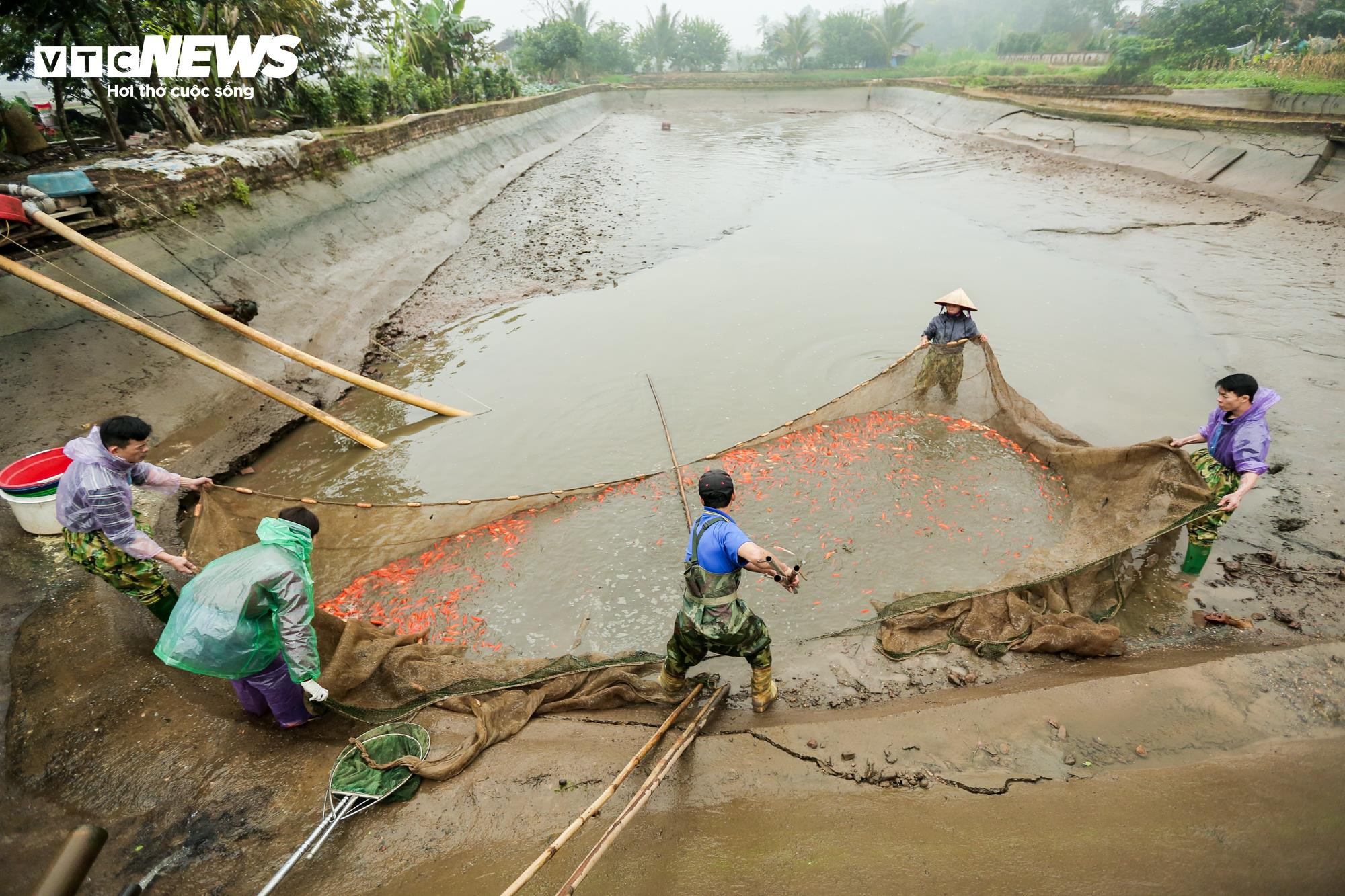 Nông dân mặc áo mưa, dầm mình giăng lưới thu hoạch cá chép đỏ - 1