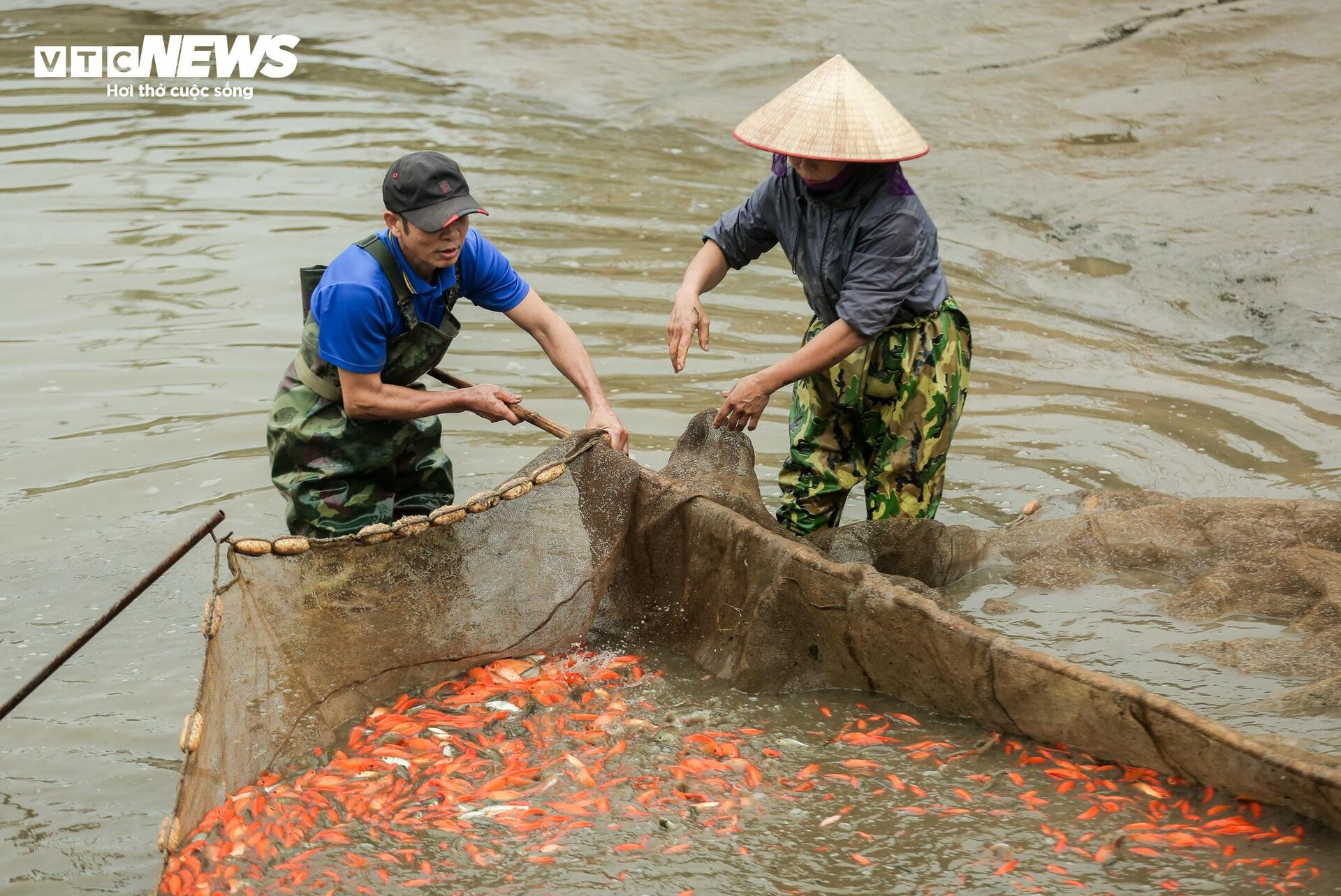 Nông dân mặc áo mưa, dầm mình giăng lưới thu hoạch cá chép đỏ - 5