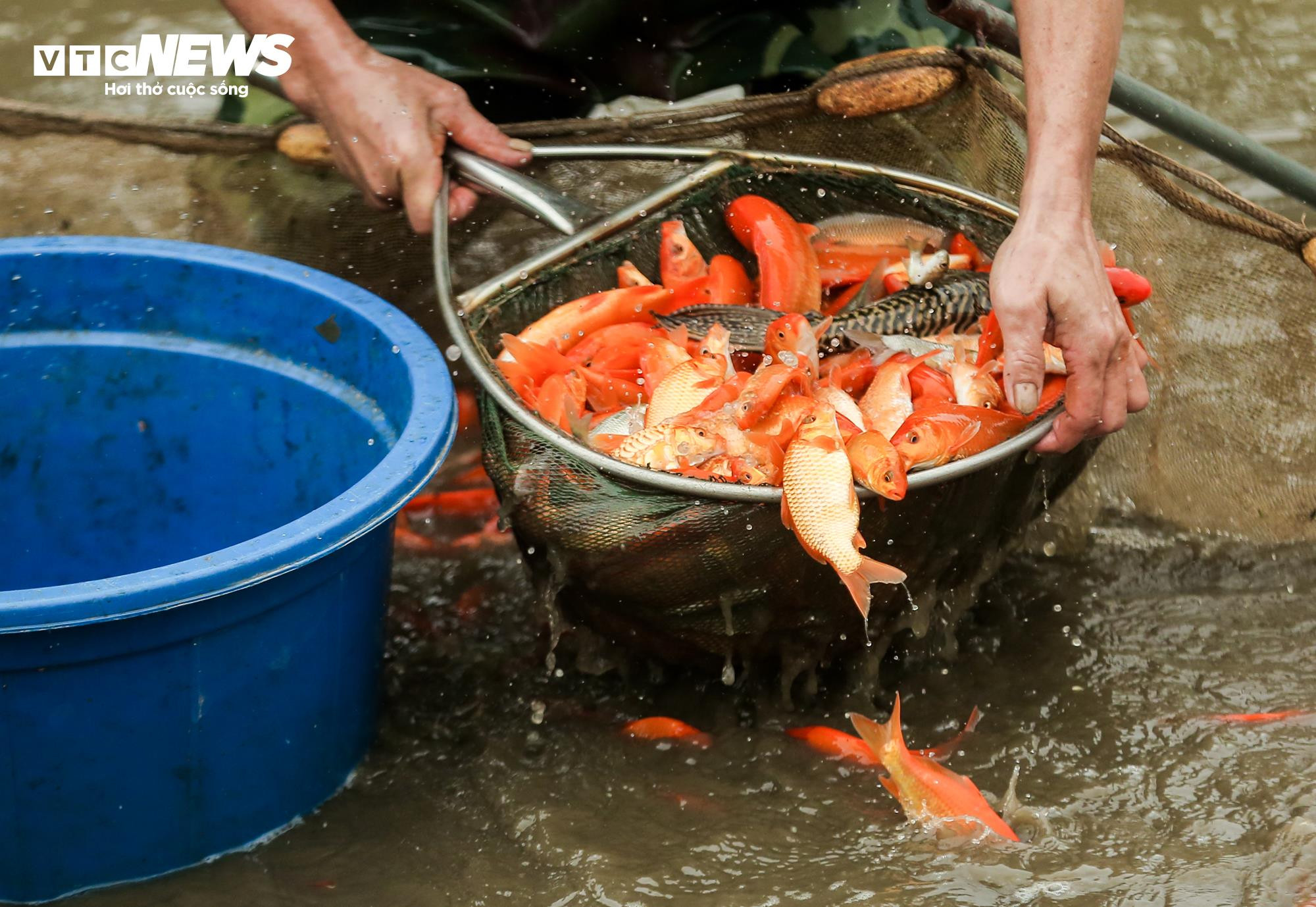 Nông dân mặc áo mưa, dầm mình giăng lưới thu hoạch cá chép đỏ - 10