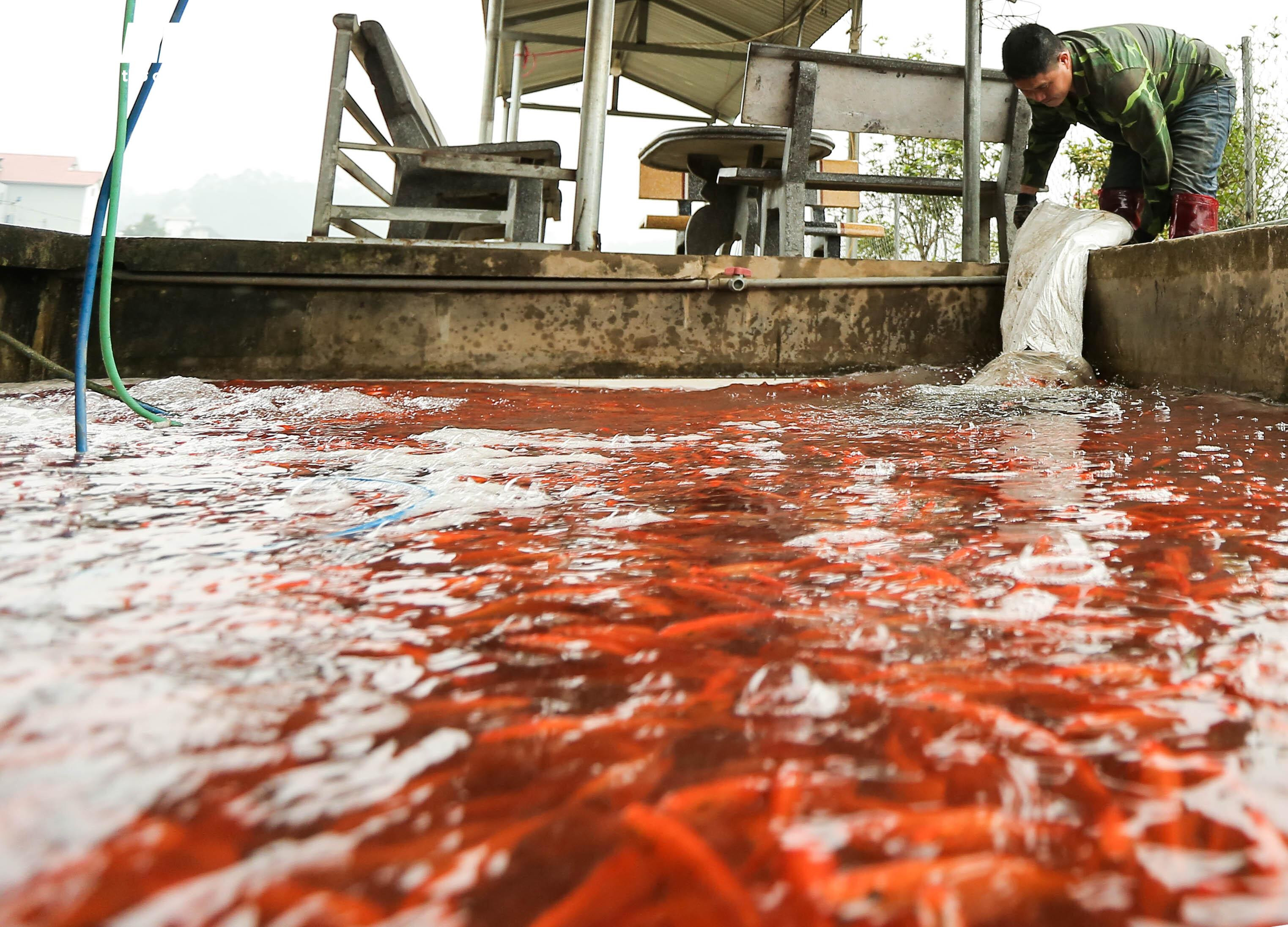 Nông dân mặc áo mưa, dầm mình giăng lưới thu hoạch cá chép đỏ - 17