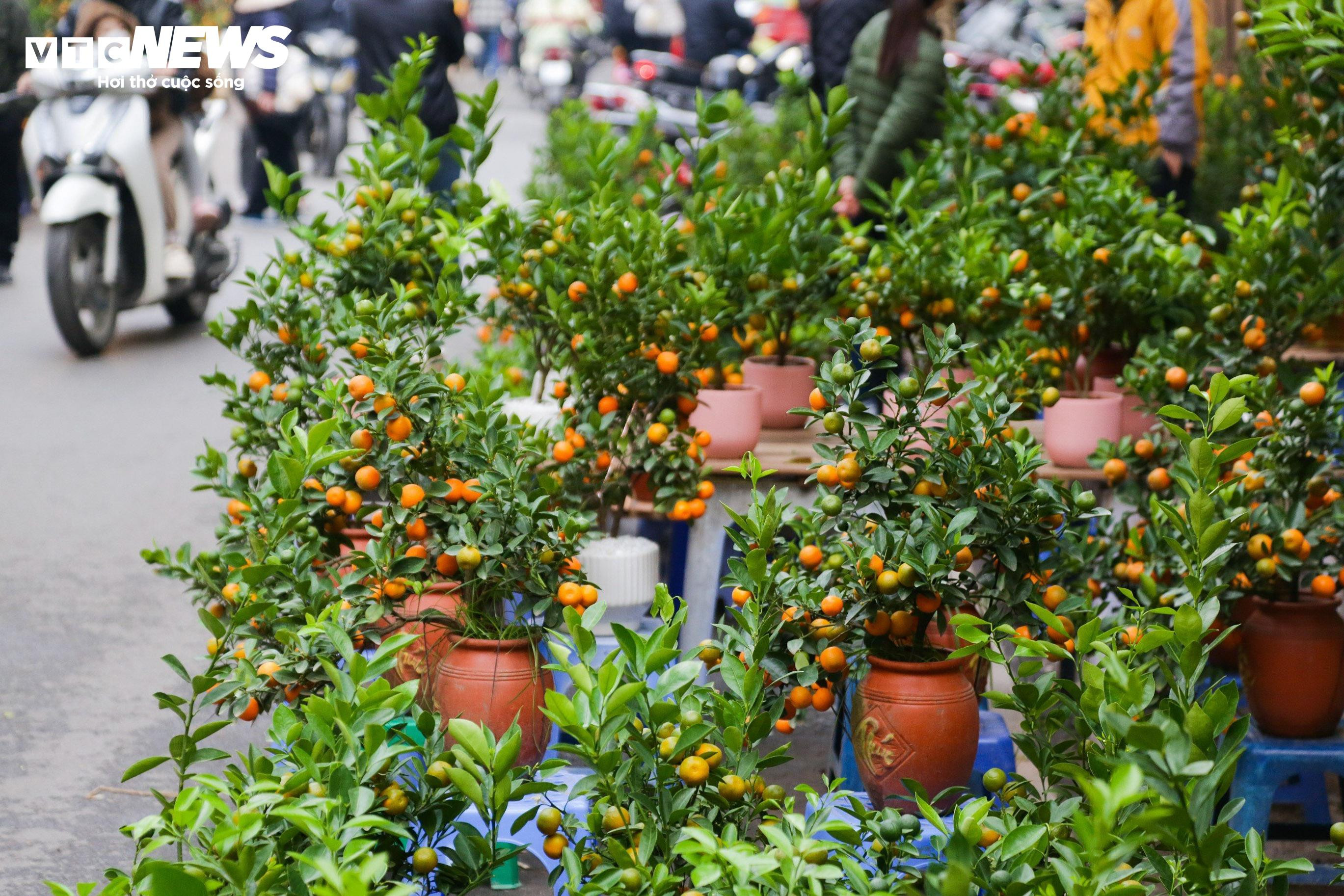 Người Hà Nội tấp nập đi chợ hoa Hàng Lược trước Tết ông Táo - 5