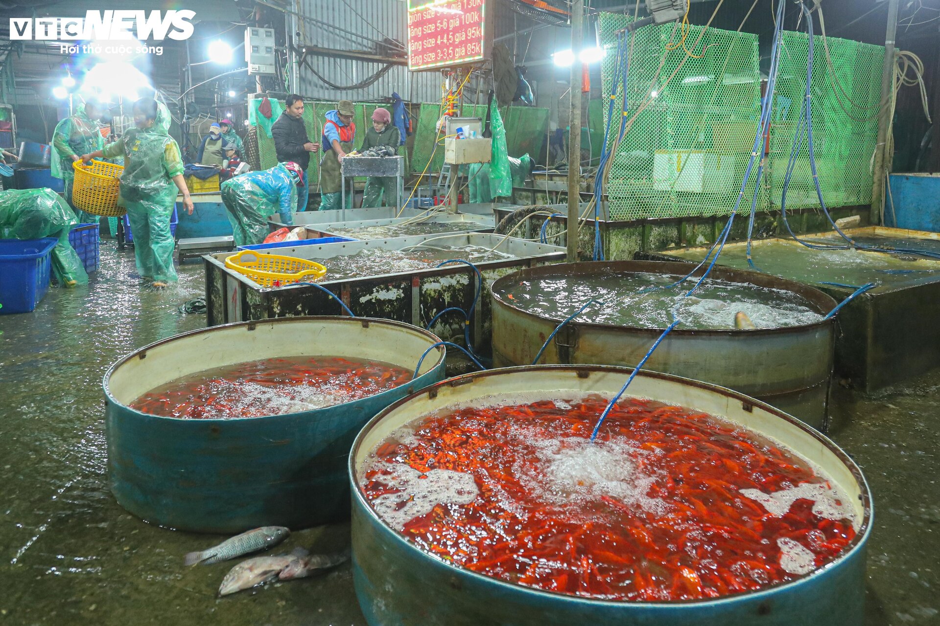 Chợ cá lớn nhất Hà Nội buôn bán xuyên đêm trước ngày ông Công, ông Táo - 13