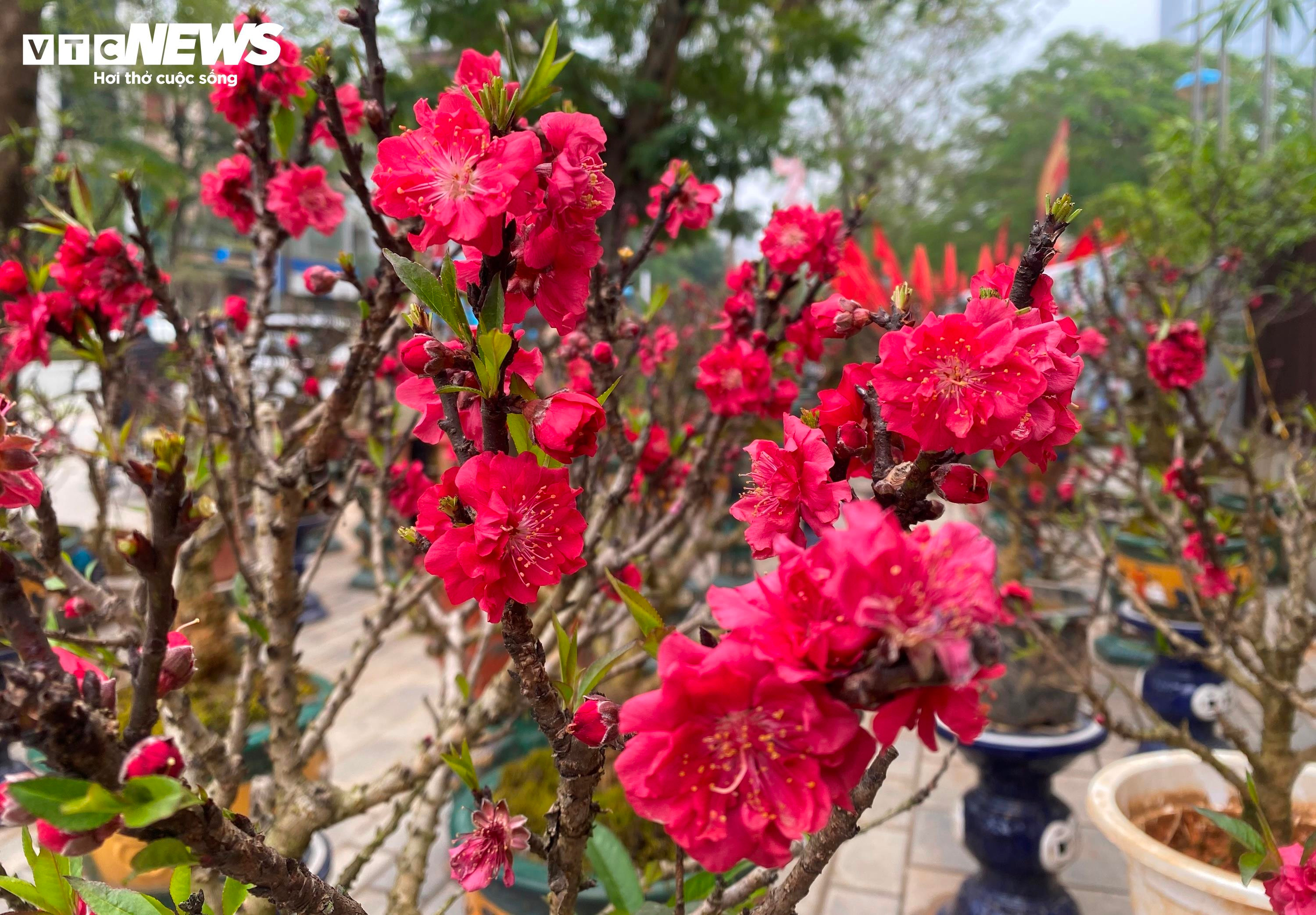 Chưa đến Tết, đào thất thốn đã ra quả, chủ vườn lo thất thu - 1