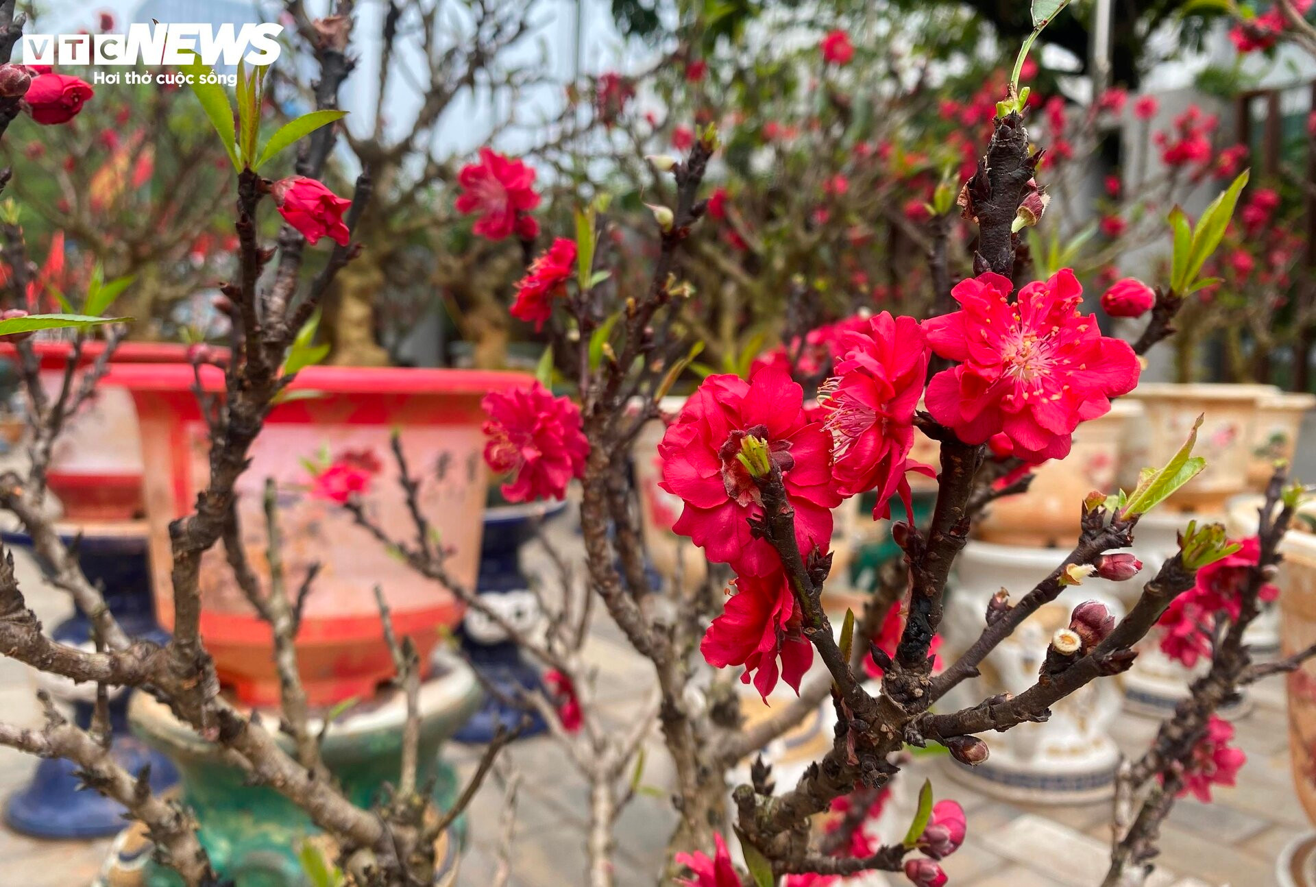 Chưa đến Tết, đào thất thốn đã ra quả, chủ vườn lo thất thu - 3