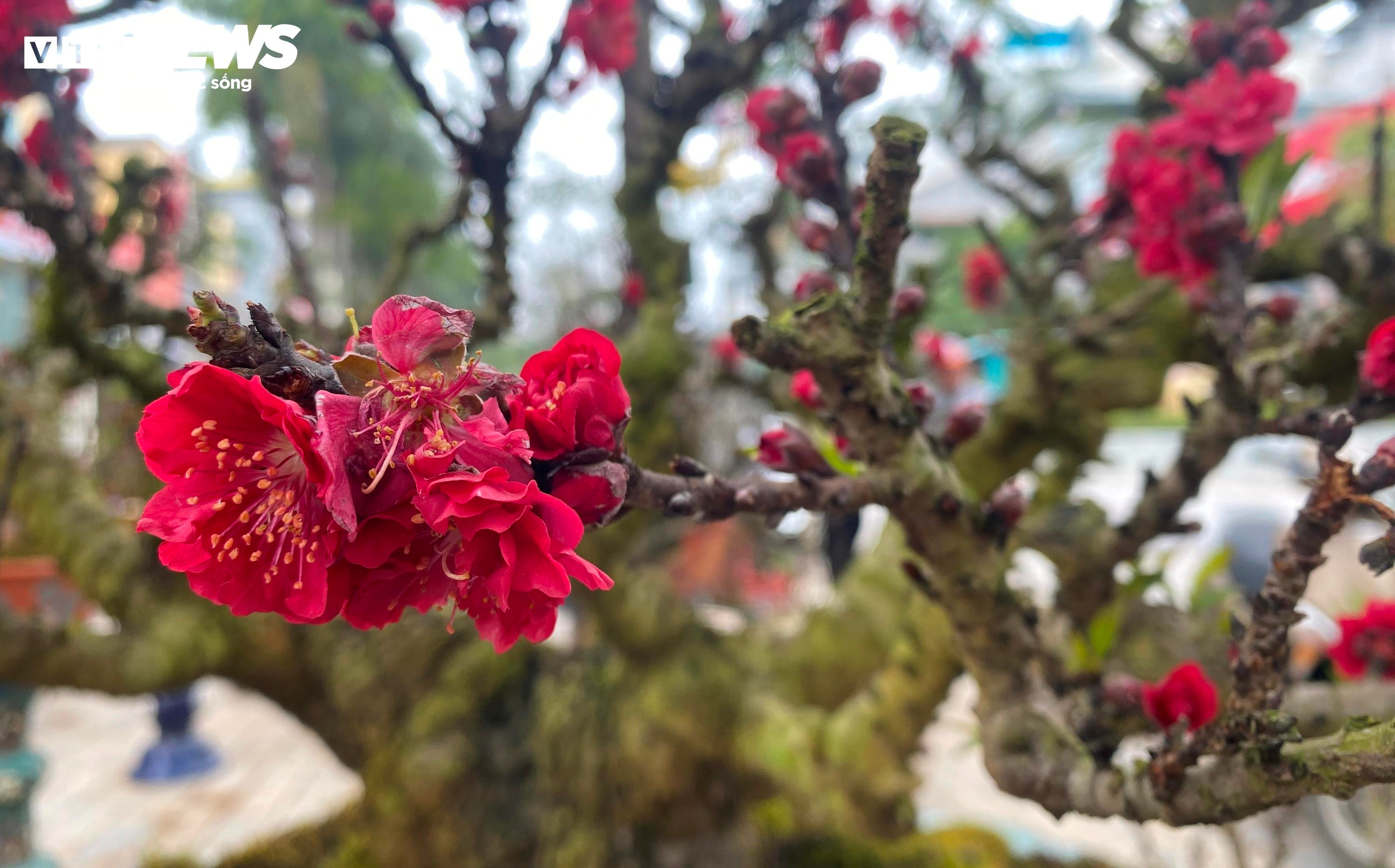 Chưa đến Tết, đào thất thốn đã ra quả, chủ vườn lo thất thu - 2