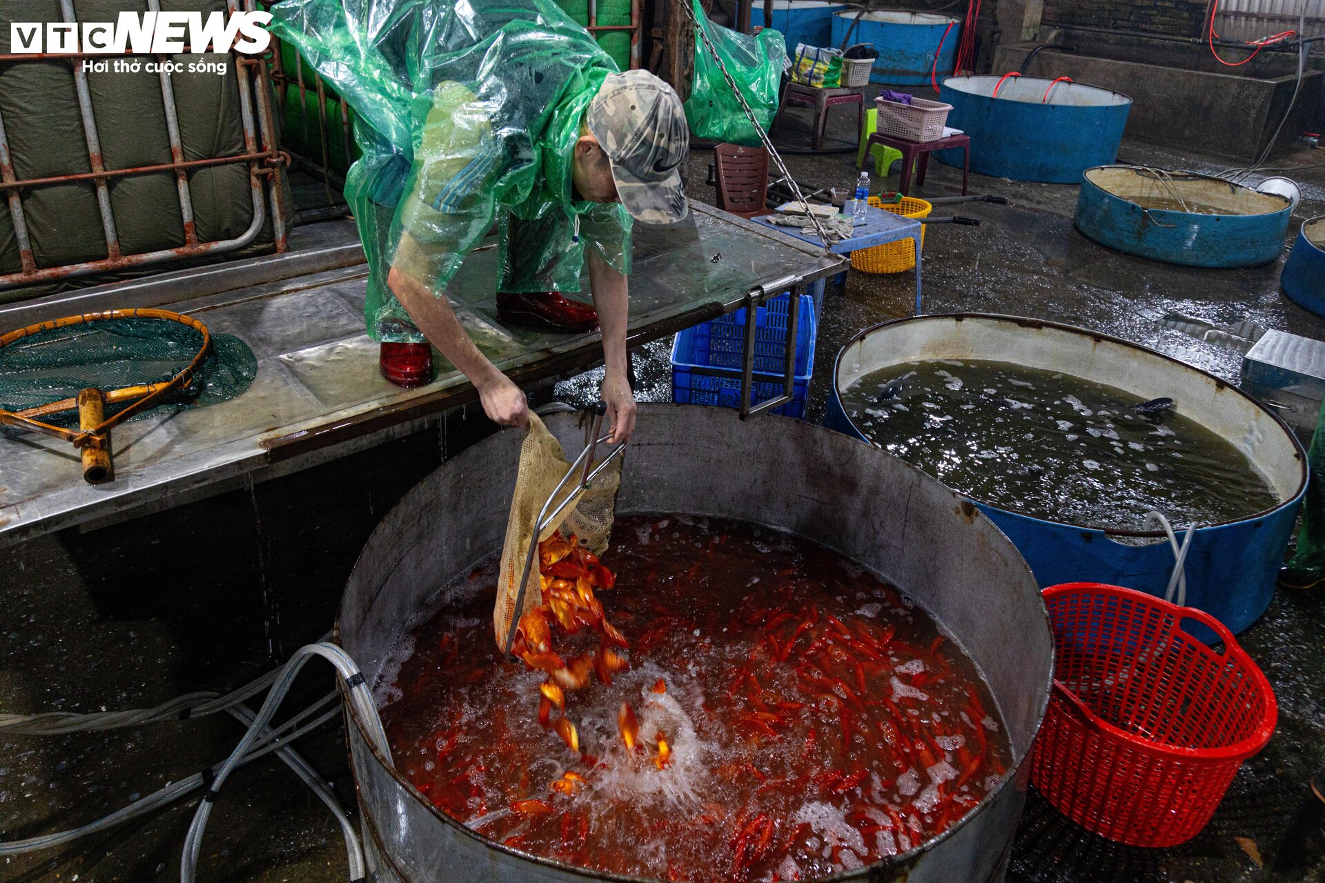Chợ cá lớn nhất Hà Nội buôn bán xuyên đêm trước ngày ông Công, ông Táo - 3