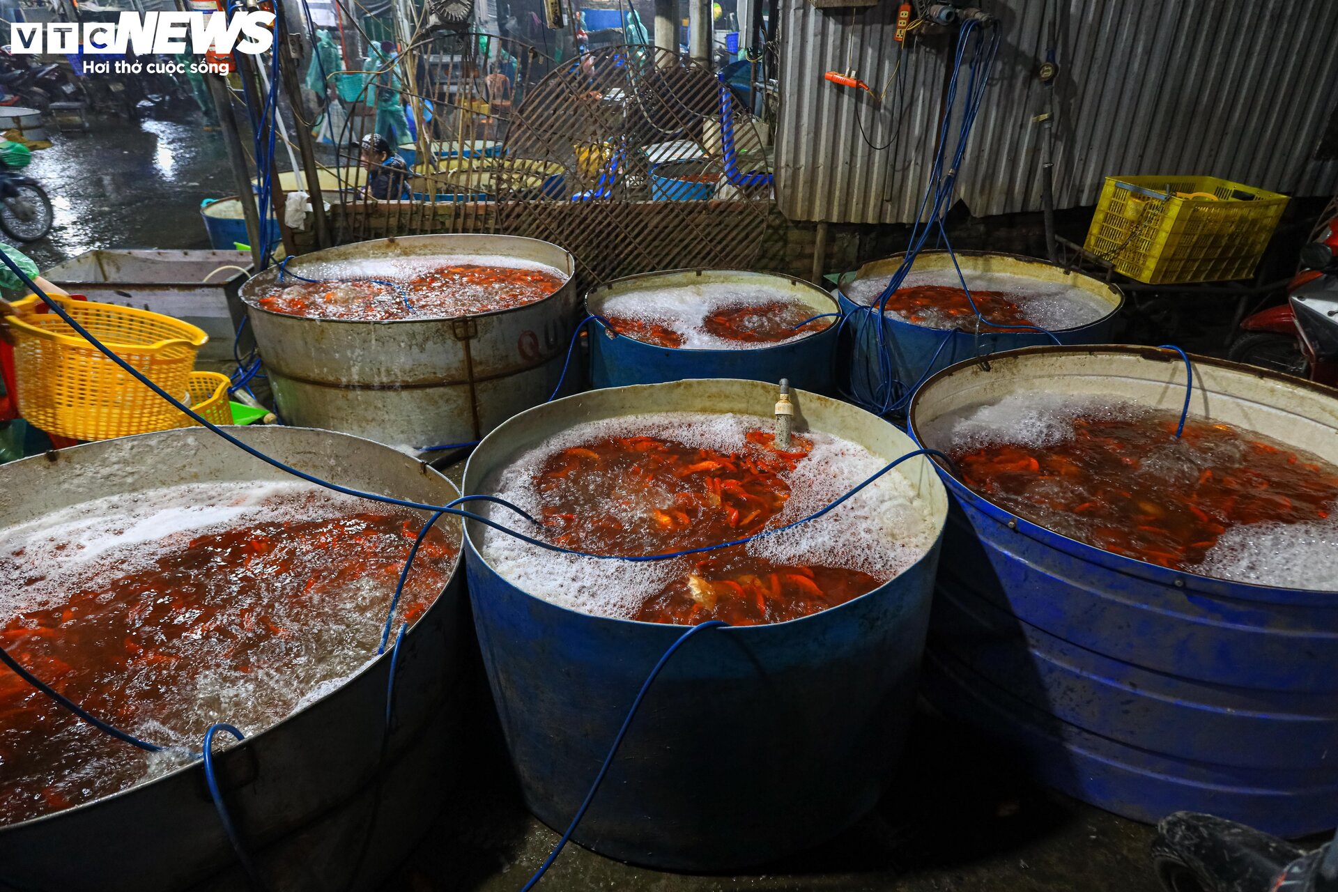 Chợ cá lớn nhất Hà Nội buôn bán xuyên đêm trước ngày ông Công, ông Táo - 14