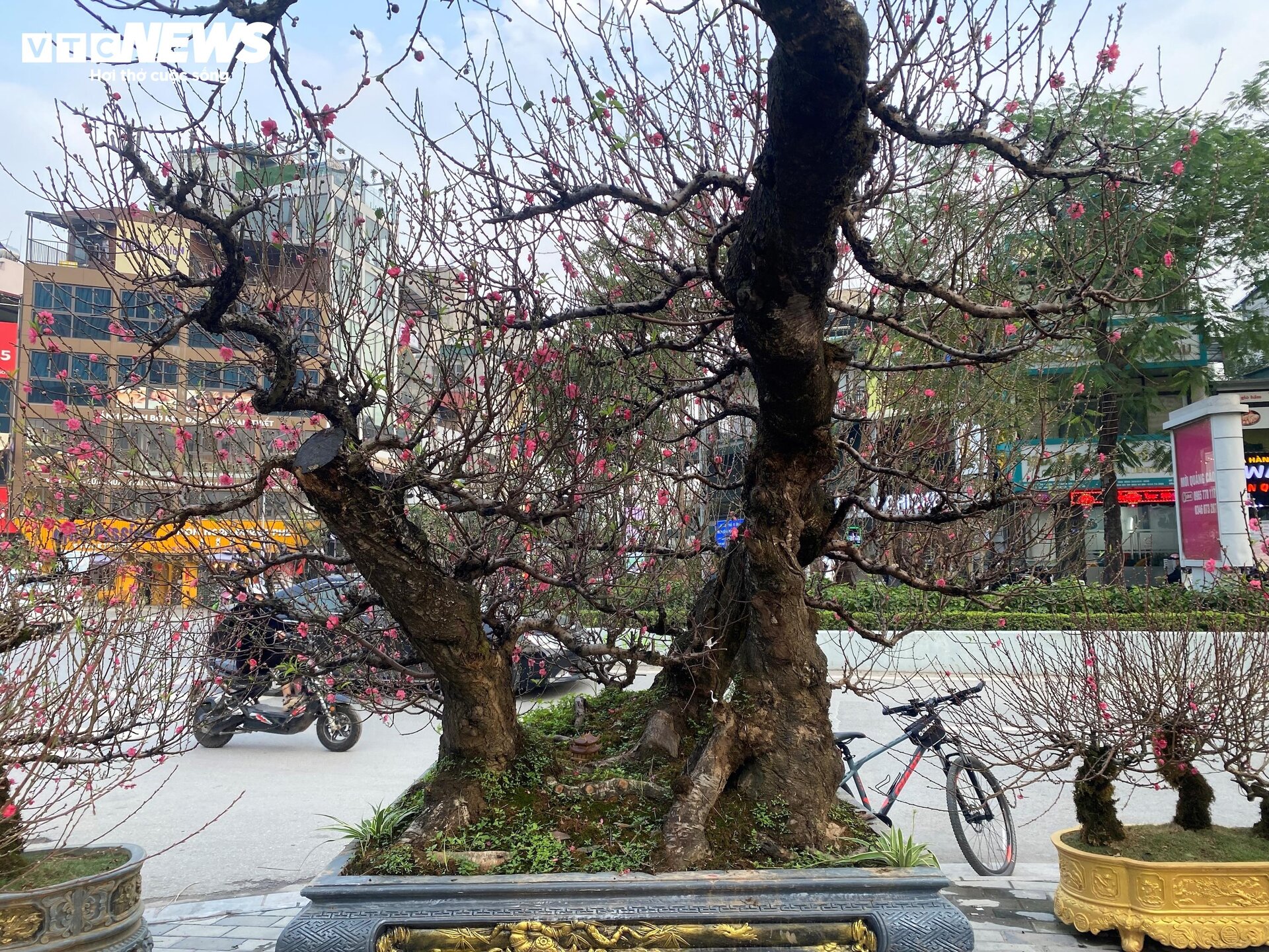Cận cảnh cây đào nổi bật nhất làng Nhật Tân, giá cho thuê 100 triệu đồng - 1