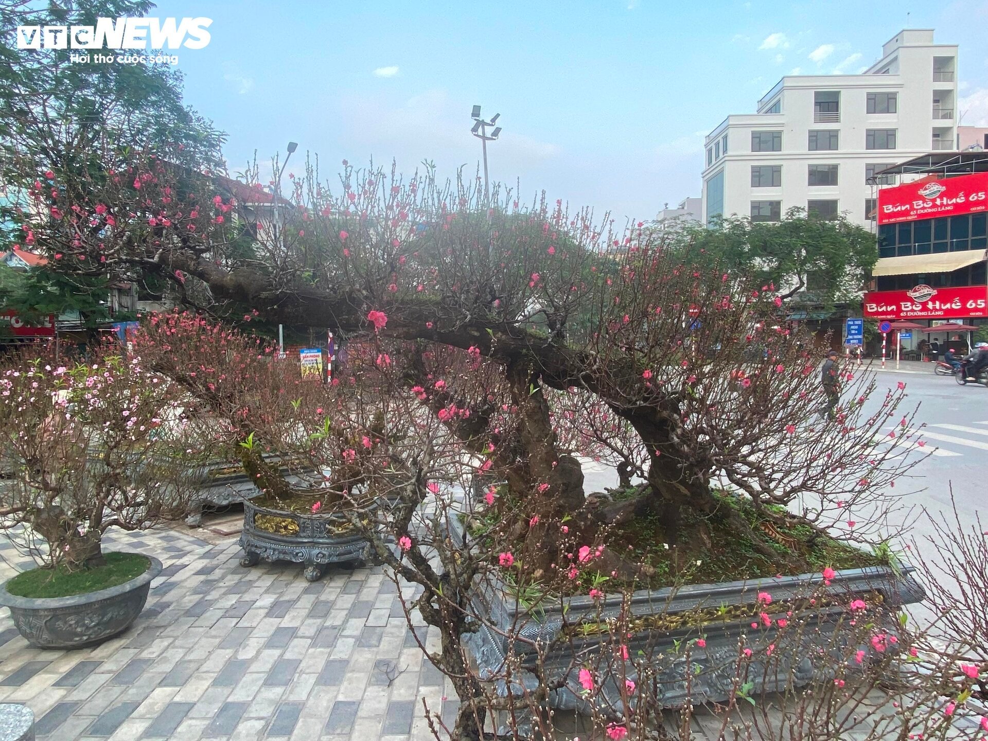 Cận cảnh cây đào nổi bật nhất làng Nhật Tân, giá cho thuê 100 triệu đồng - 5