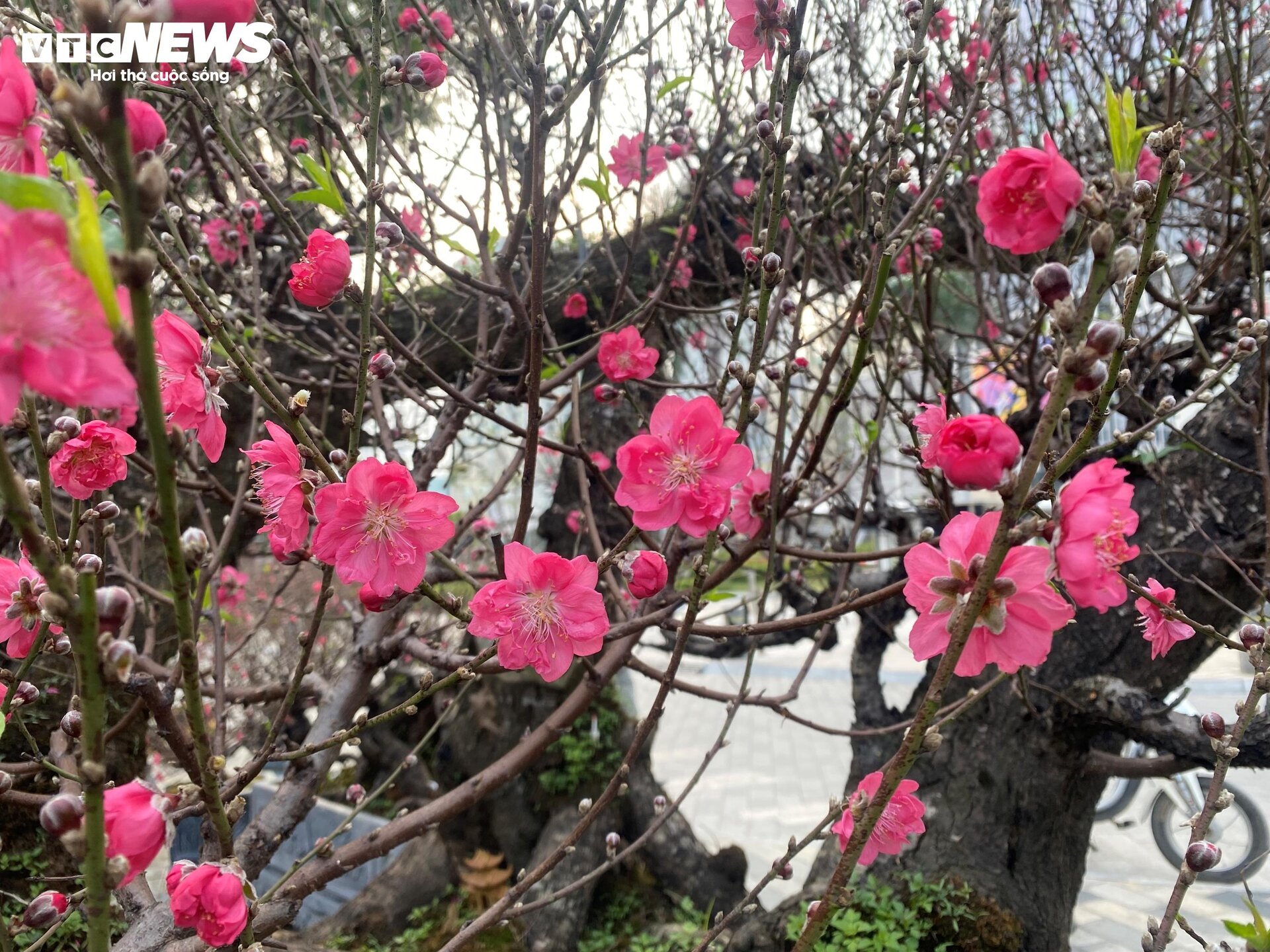 Cận cảnh cây đào nổi bật nhất làng Nhật Tân, giá cho thuê 100 triệu đồng - 8
