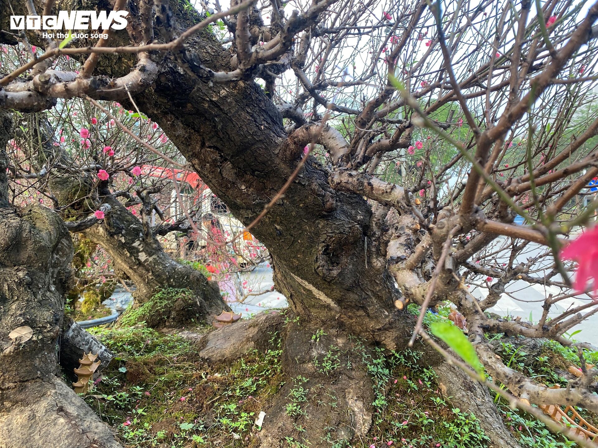 Cận cảnh cây đào nổi bật nhất làng Nhật Tân, giá cho thuê 100 triệu đồng - 11