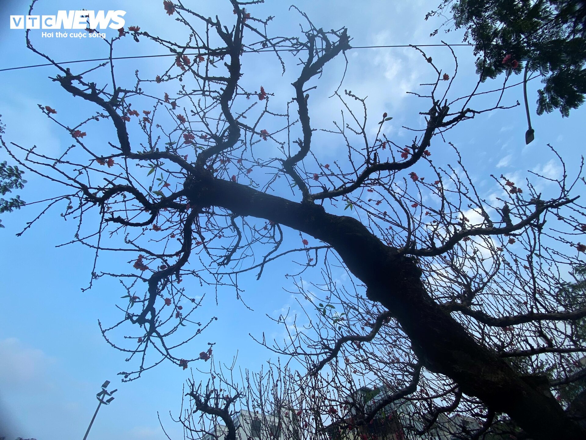 Cận cảnh cây đào nổi bật nhất làng Nhật Tân, giá cho thuê 100 triệu đồng - 10
