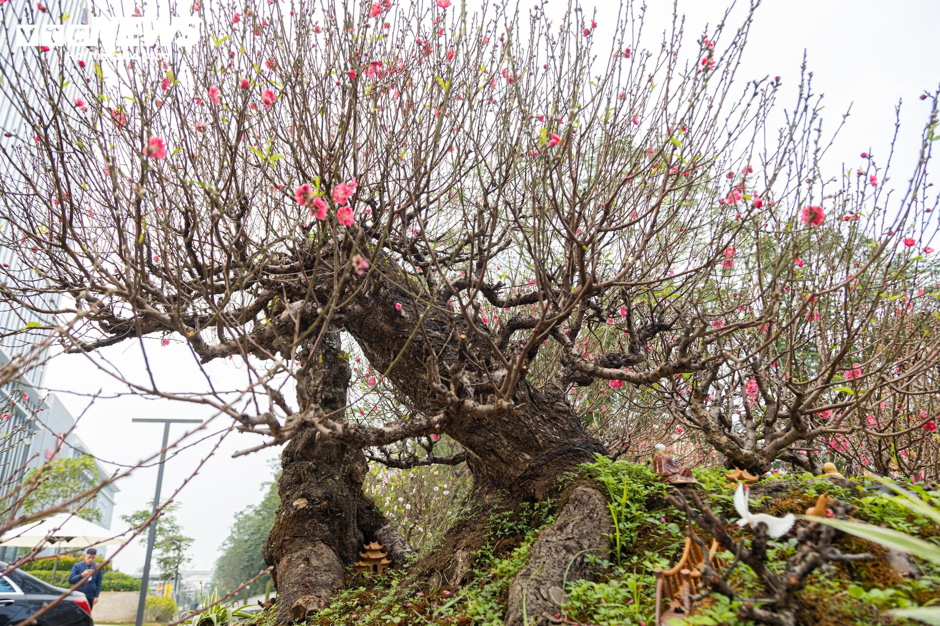 Cận cảnh cây đào nổi bật nhất làng Nhật Tân, giá cho thuê 100 triệu đồng - 3