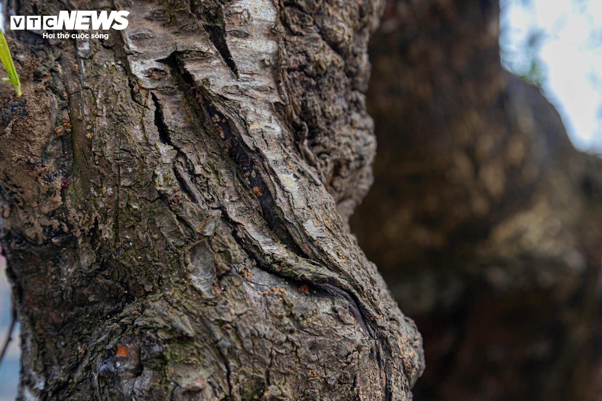 Cận cảnh cây đào nổi bật nhất làng Nhật Tân, giá cho thuê 100 triệu đồng - 4