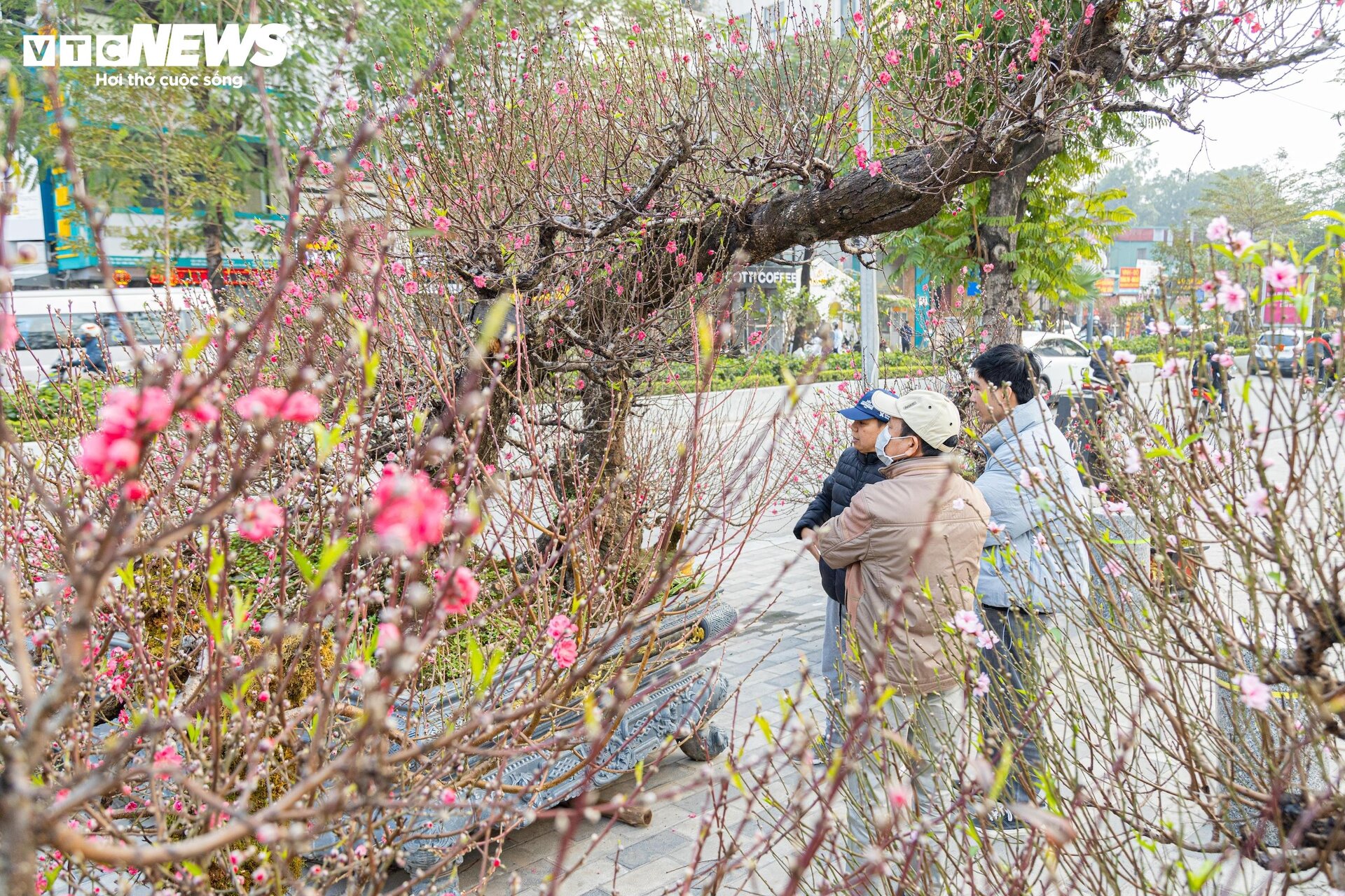 Cận cảnh cây đào nổi bật nhất làng Nhật Tân, giá cho thuê 100 triệu đồng - 6