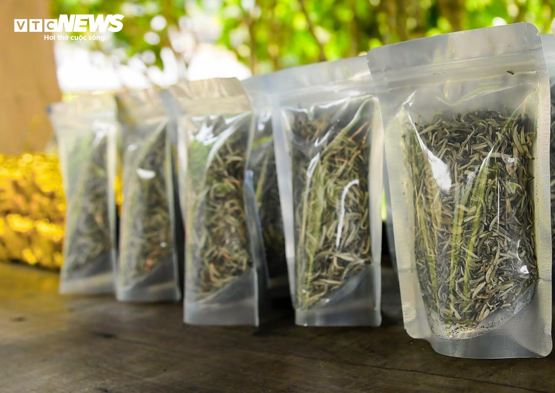 Ngắm cây chè Shan Tuyết cổ thụ 500 năm tuổi ở Yên Bái - 10