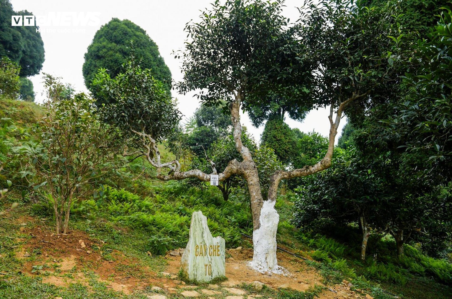 Ngắm cây chè Shan Tuyết cổ thụ 500 năm tuổi ở Yên Bái - 1