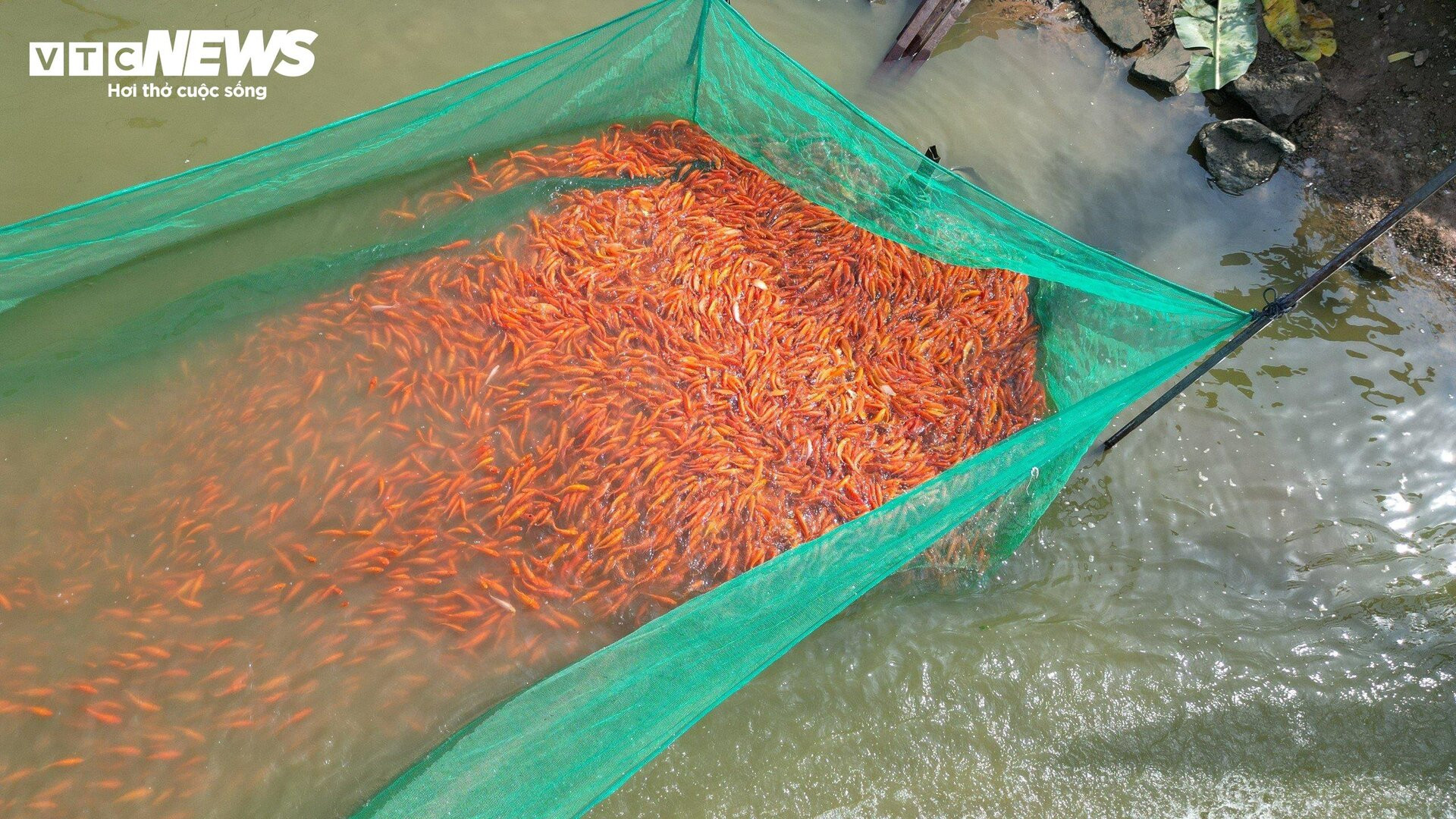 Làng cá chép lớn nhất Đồng Nai tất bật thu lưới phục vụ Tết ông Công, ông Táo - 3