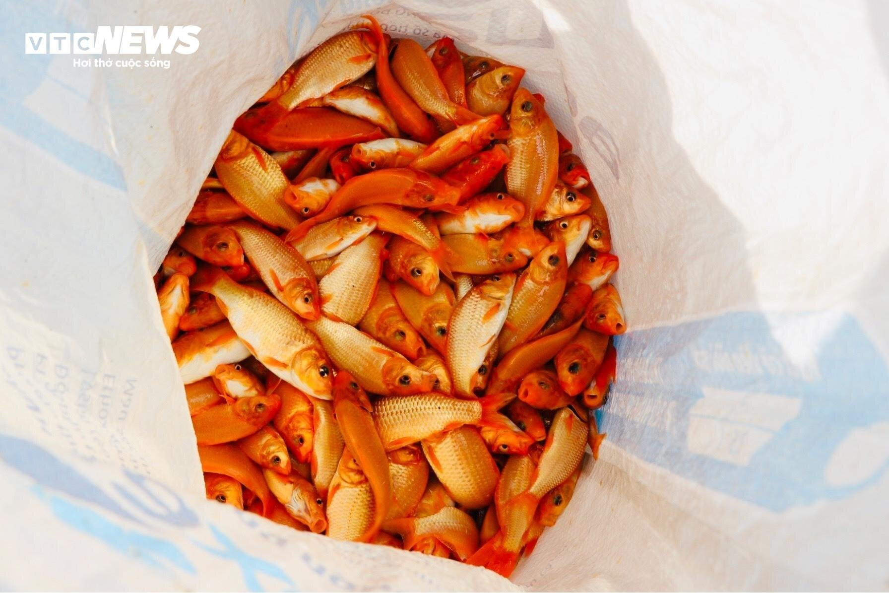 Làng cá chép lớn nhất Đồng Nai tất bật thu lưới phục vụ Tết ông Công, ông Táo - 13