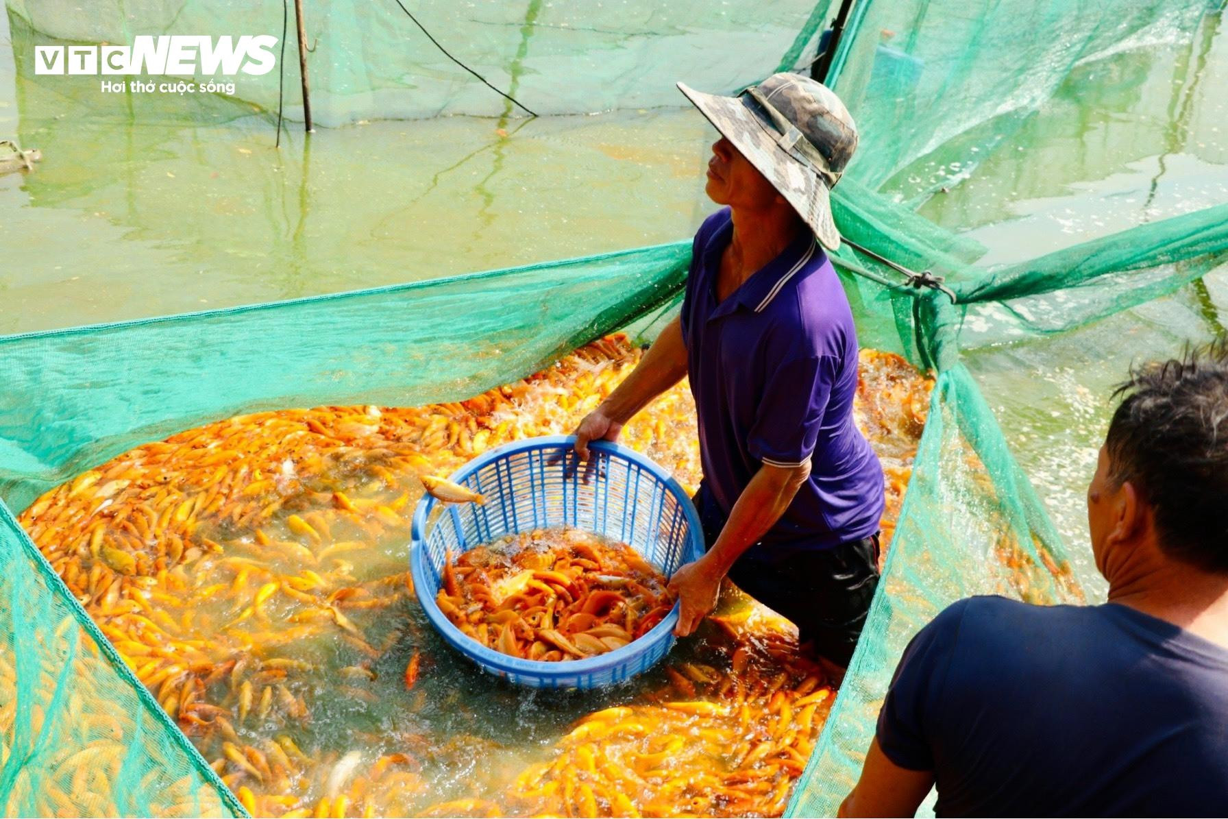Làng cá chép lớn nhất Đồng Nai tất bật thu lưới phục vụ Tết ông Công, ông Táo - 4