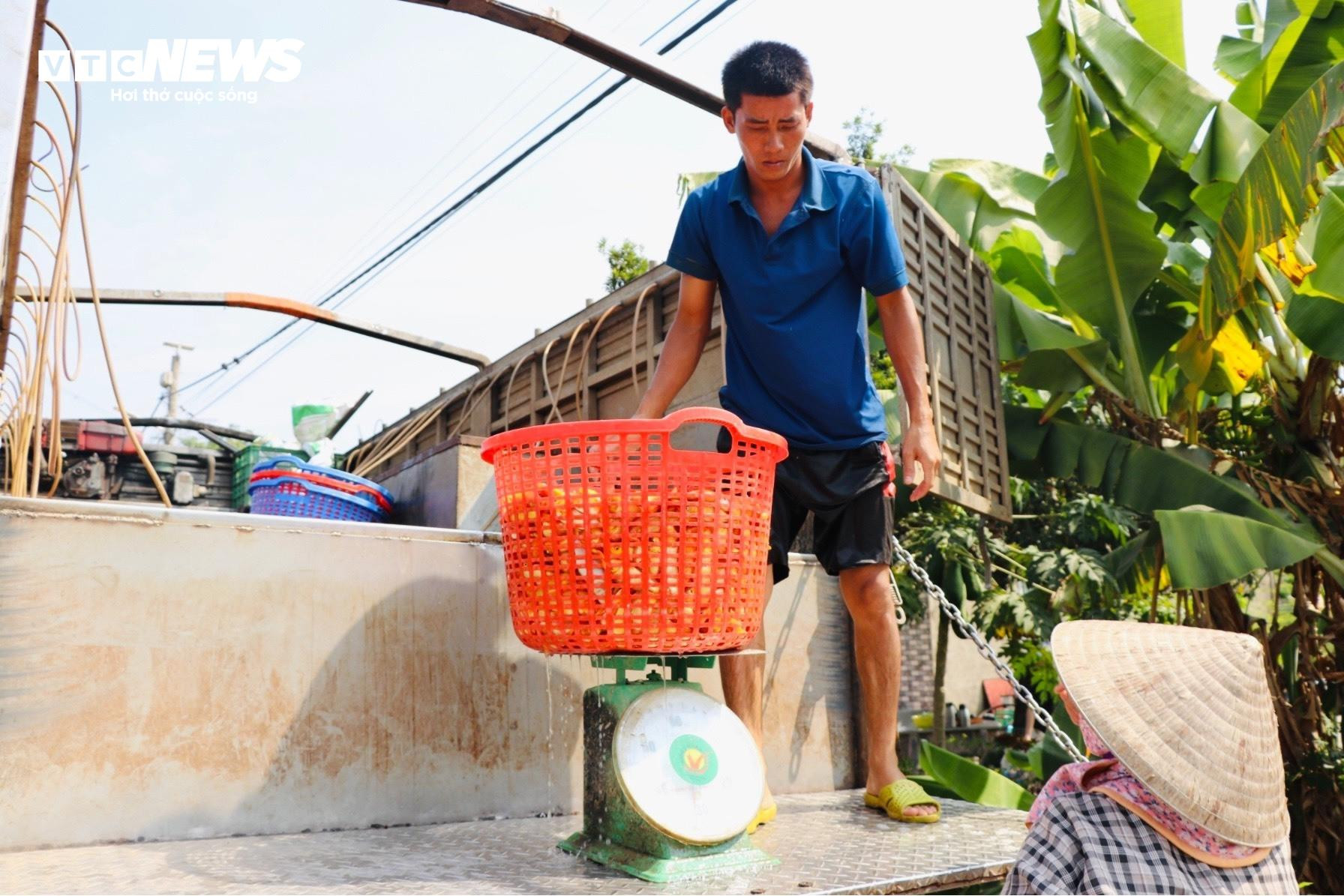 Làng cá chép lớn nhất Đồng Nai tất bật thu lưới phục vụ Tết ông Công, ông Táo - 8