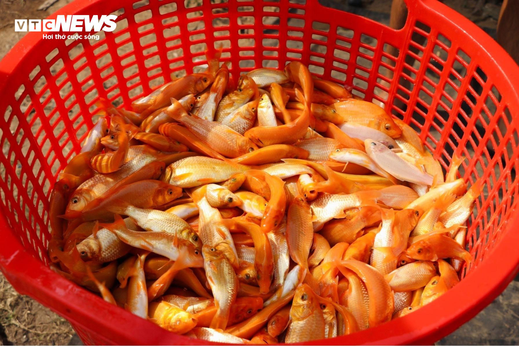 Làng cá chép lớn nhất Đồng Nai tất bật thu lưới phục vụ Tết ông Công, ông Táo - 11