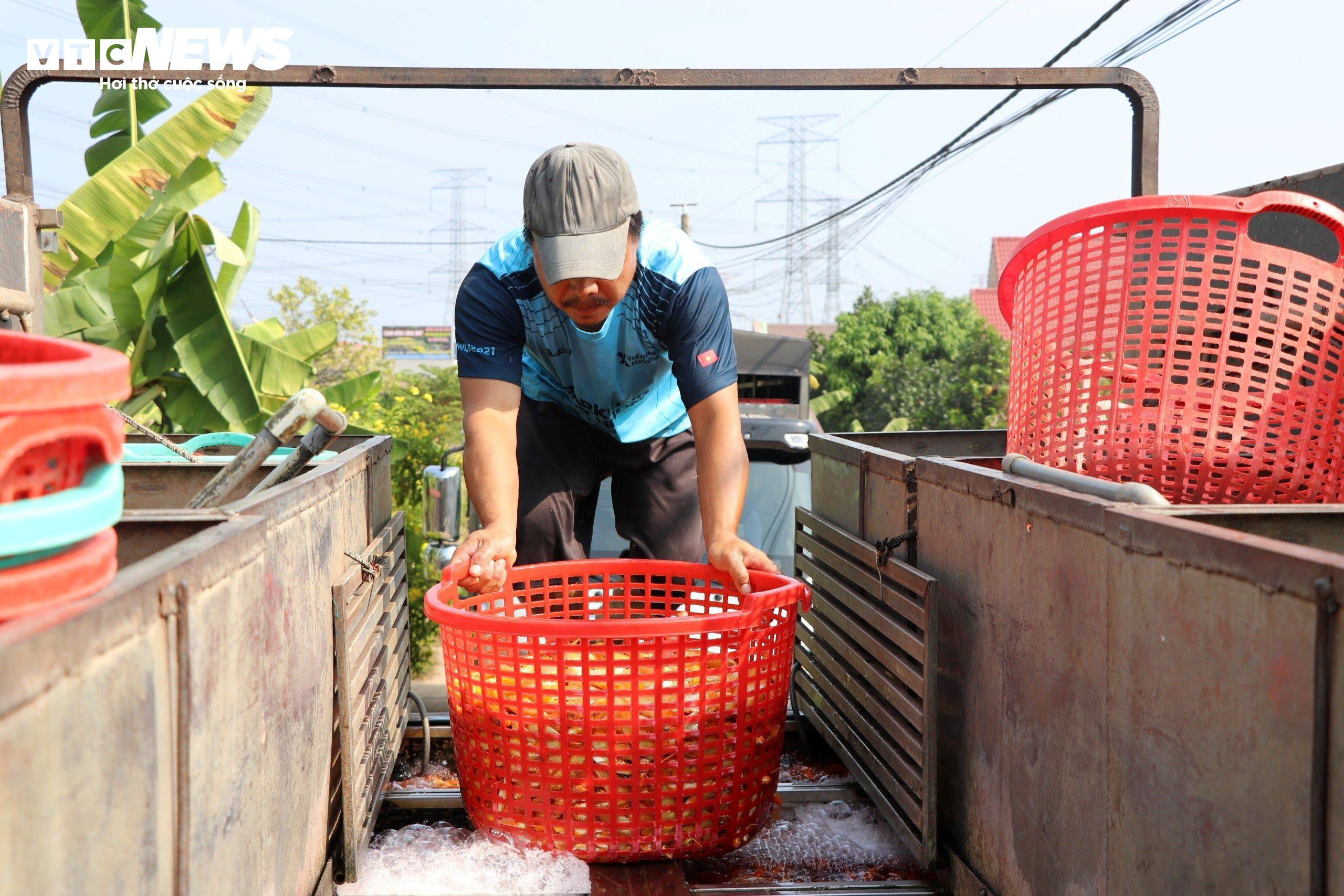 Làng cá chép lớn nhất Đồng Nai tất bật thu lưới phục vụ Tết ông Công, ông Táo - 9