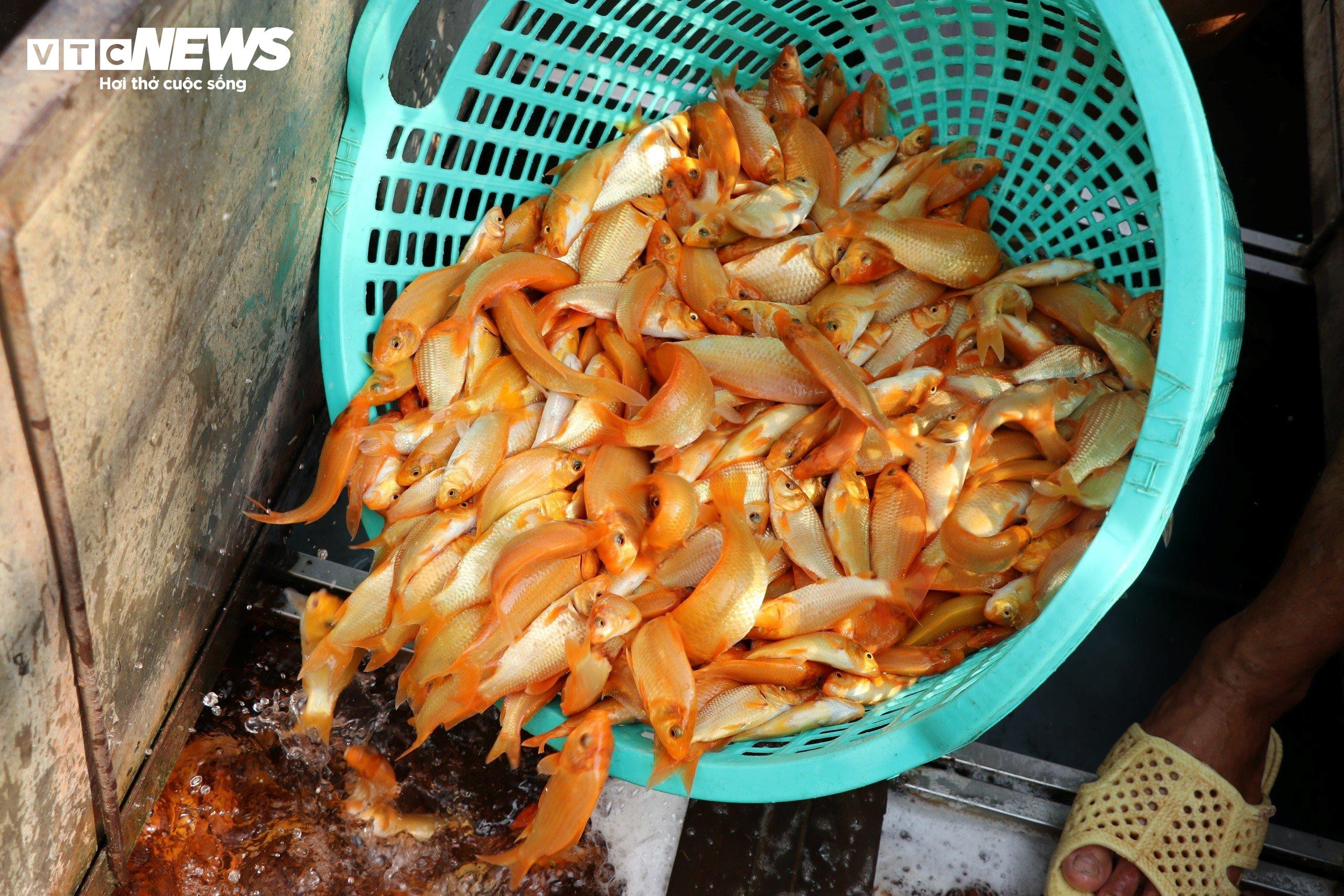 Làng cá chép lớn nhất Đồng Nai tất bật thu lưới phục vụ Tết ông Công, ông Táo - 12